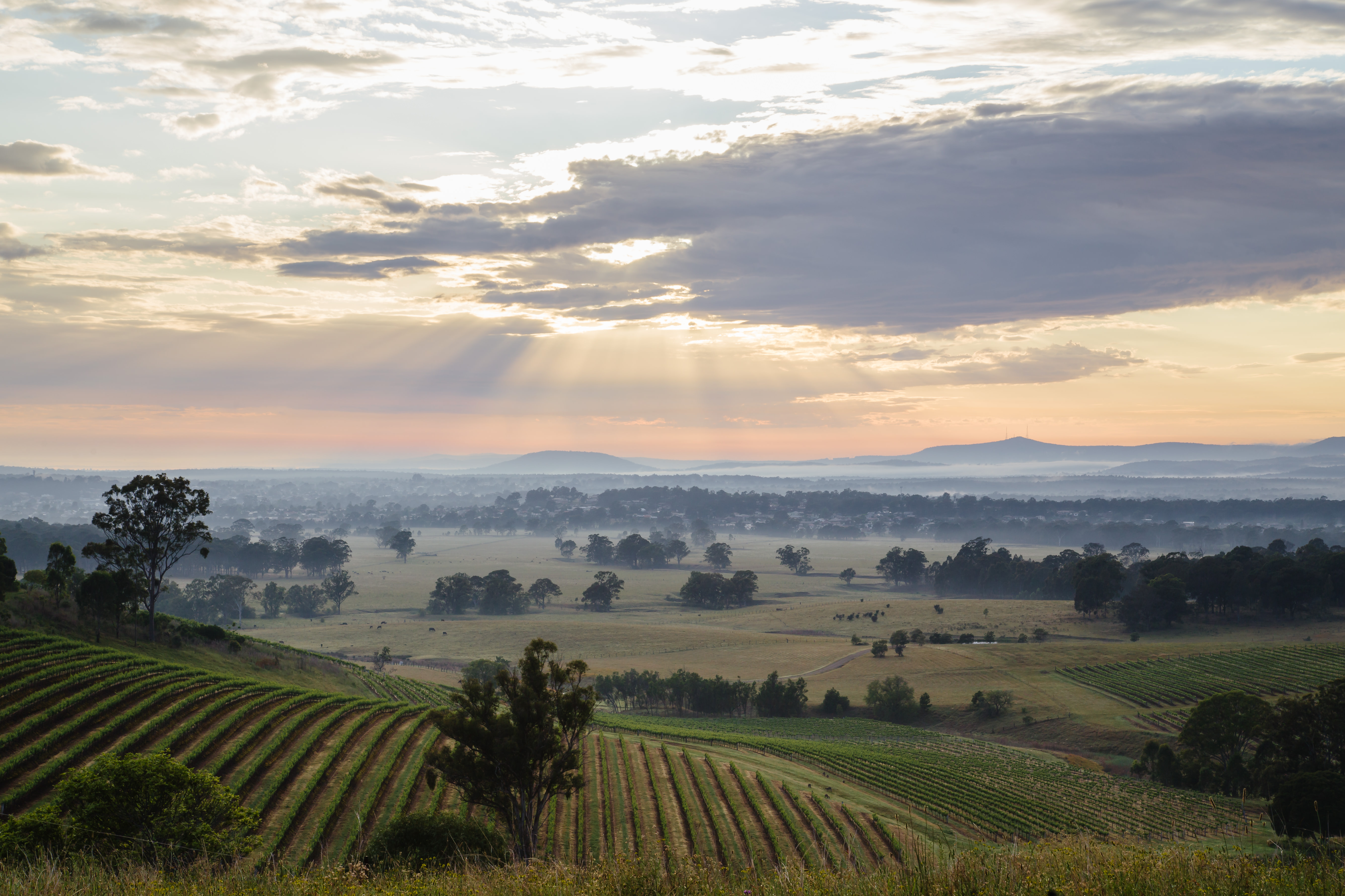 Vineyards in Hunter Valley, New South Wales