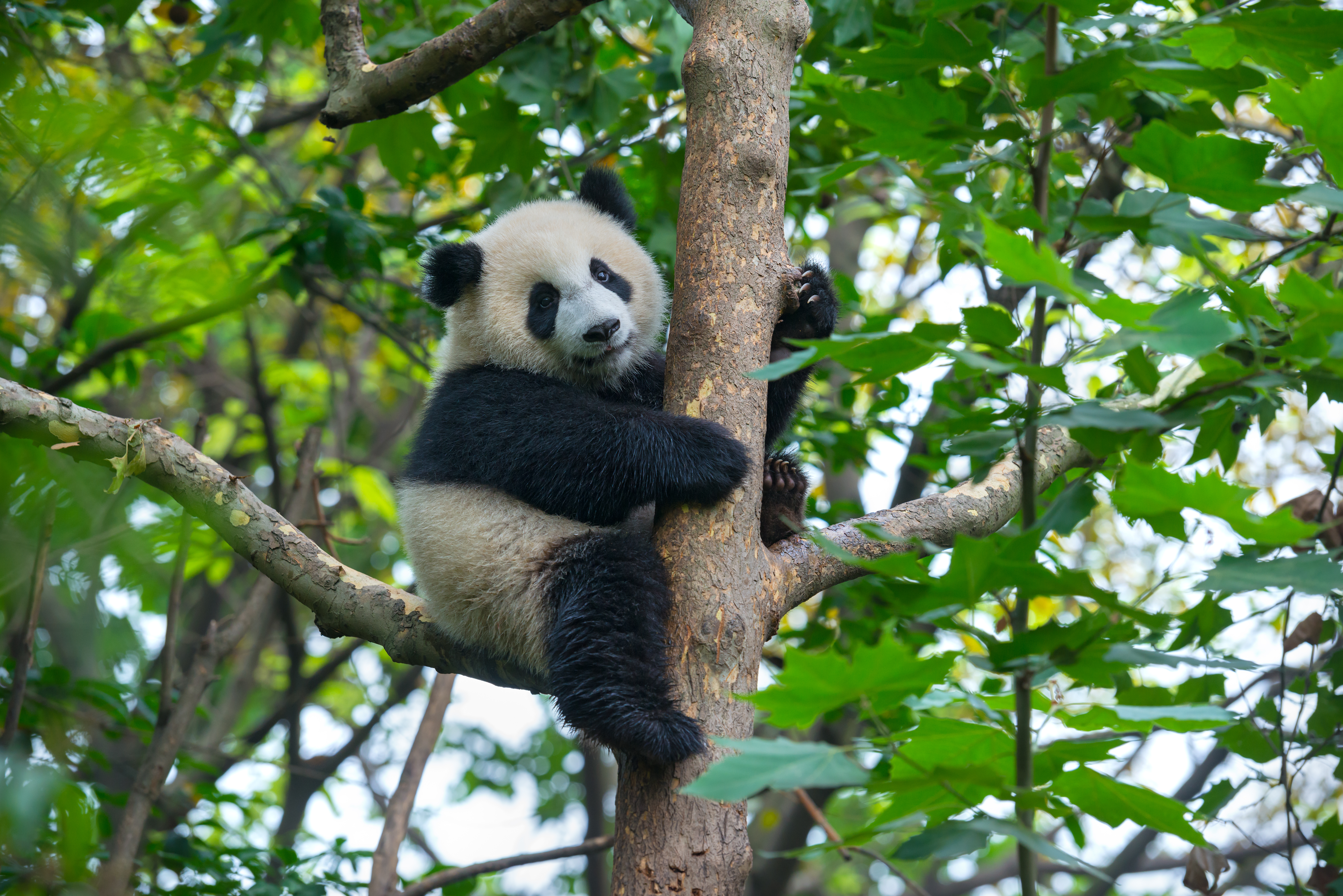 Giant panda in tree