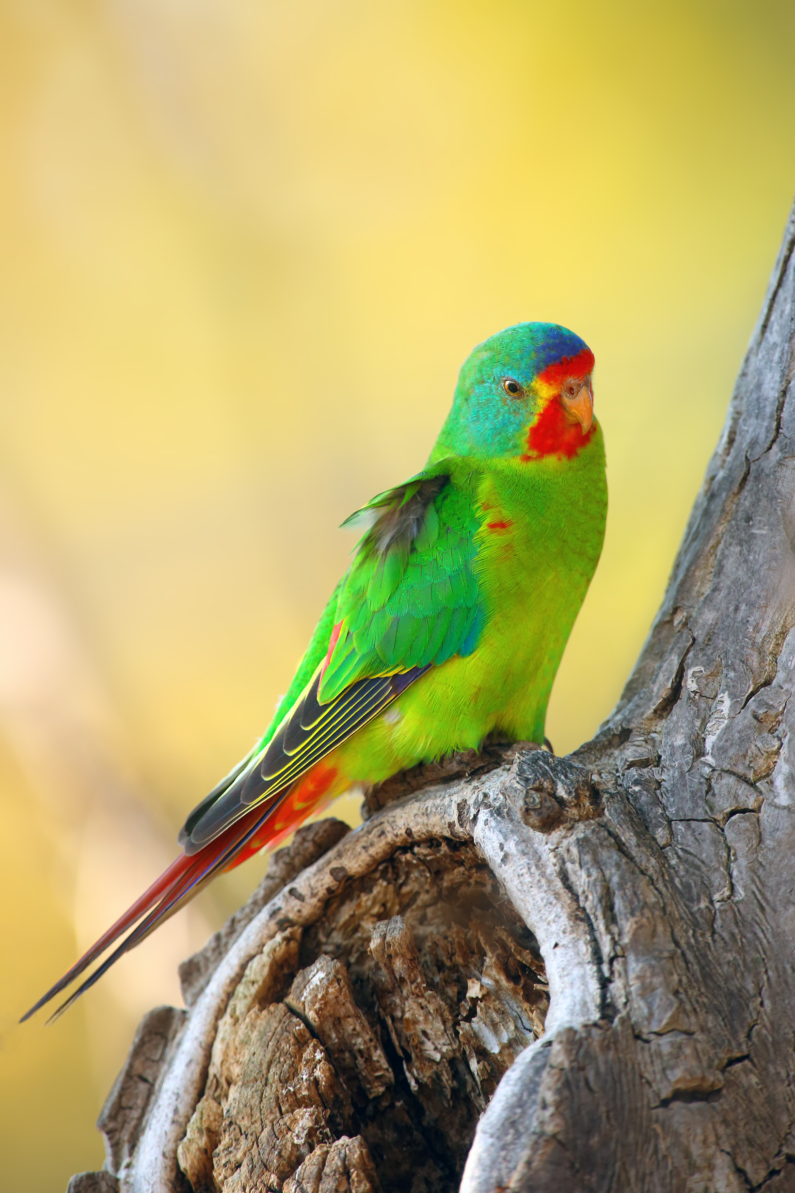 Australian swift parrot