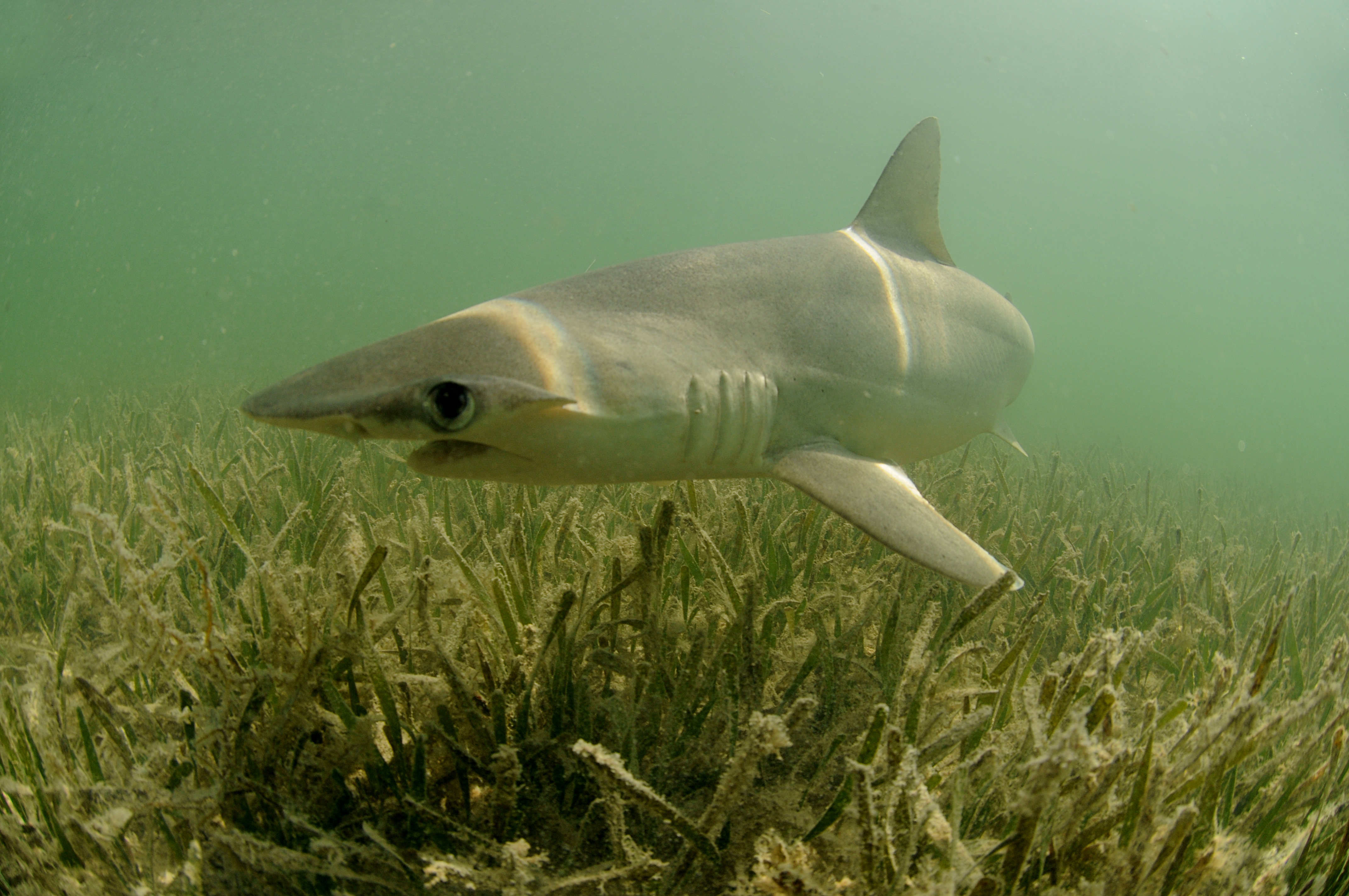 Bonnethead shark