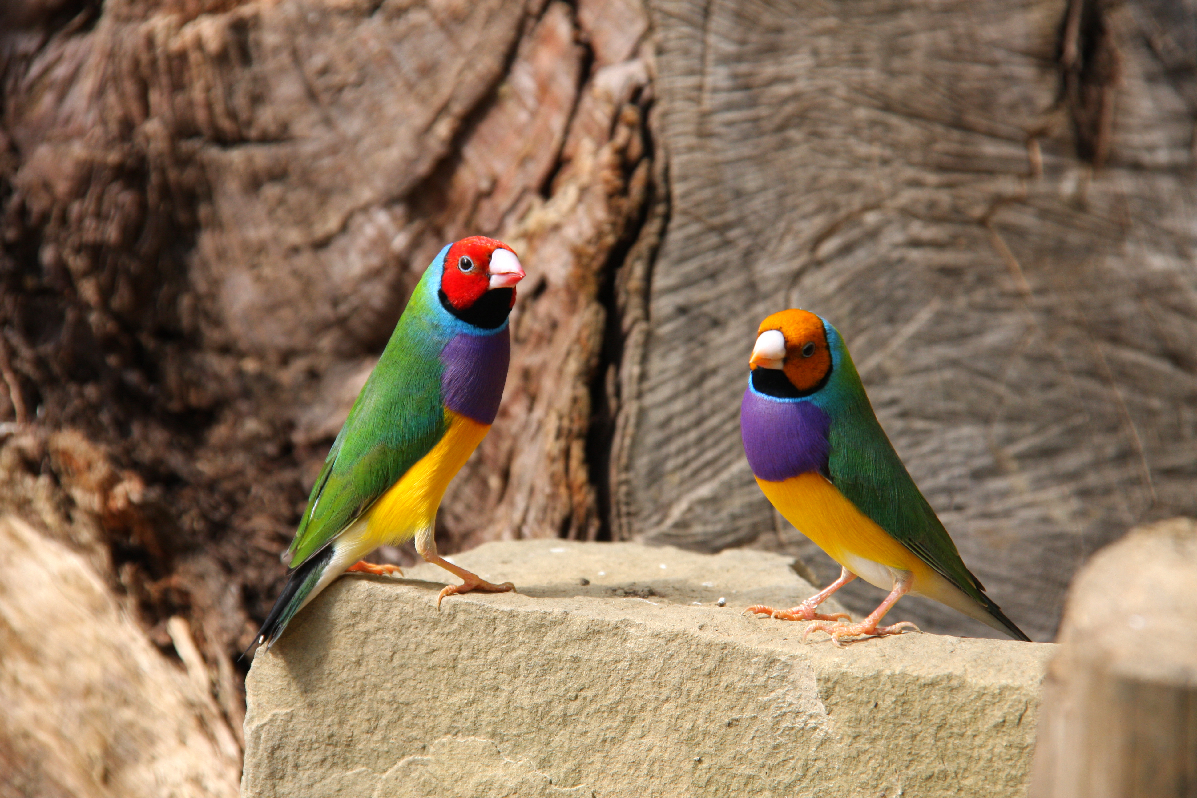 Gouldian finches