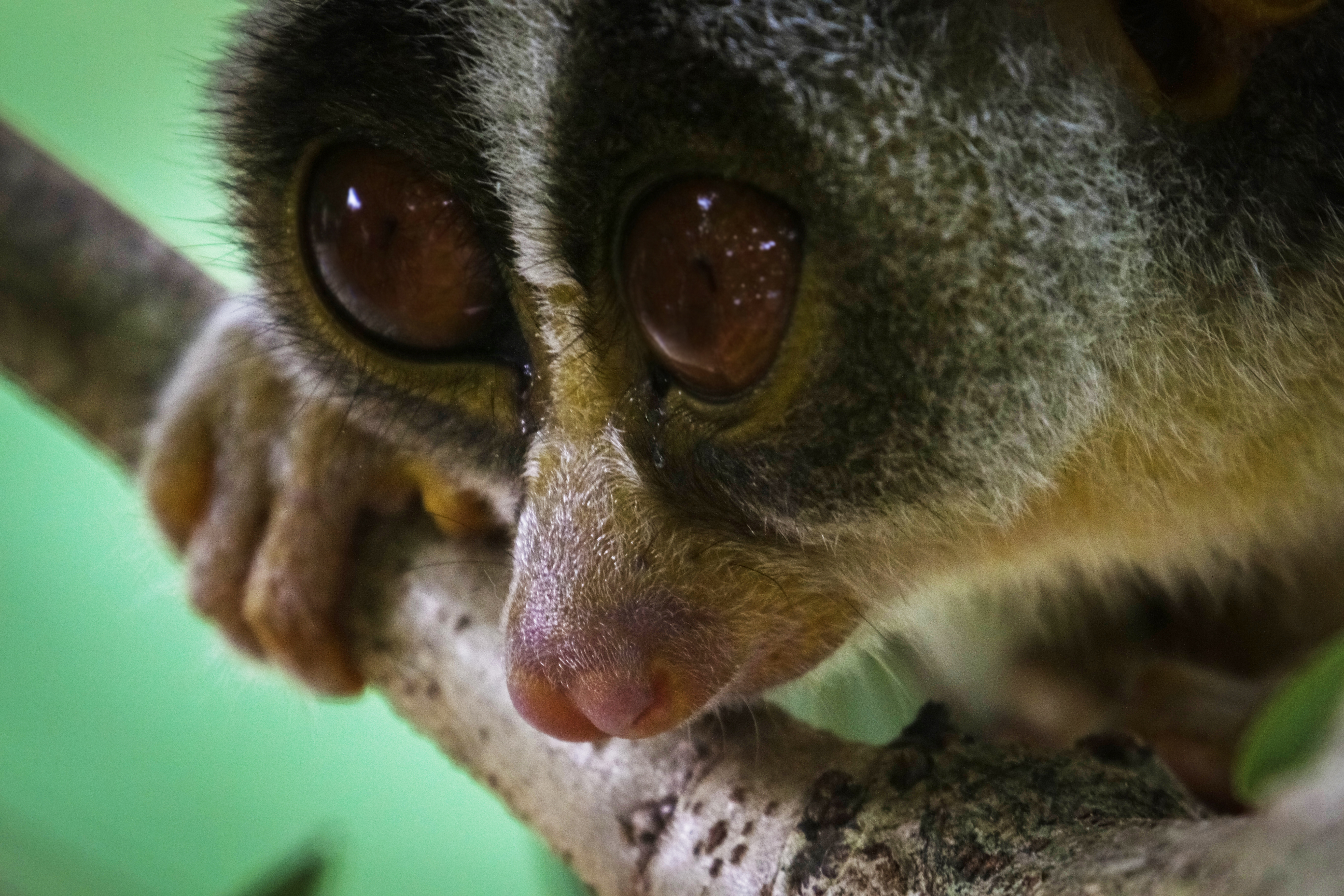 Face of a loris