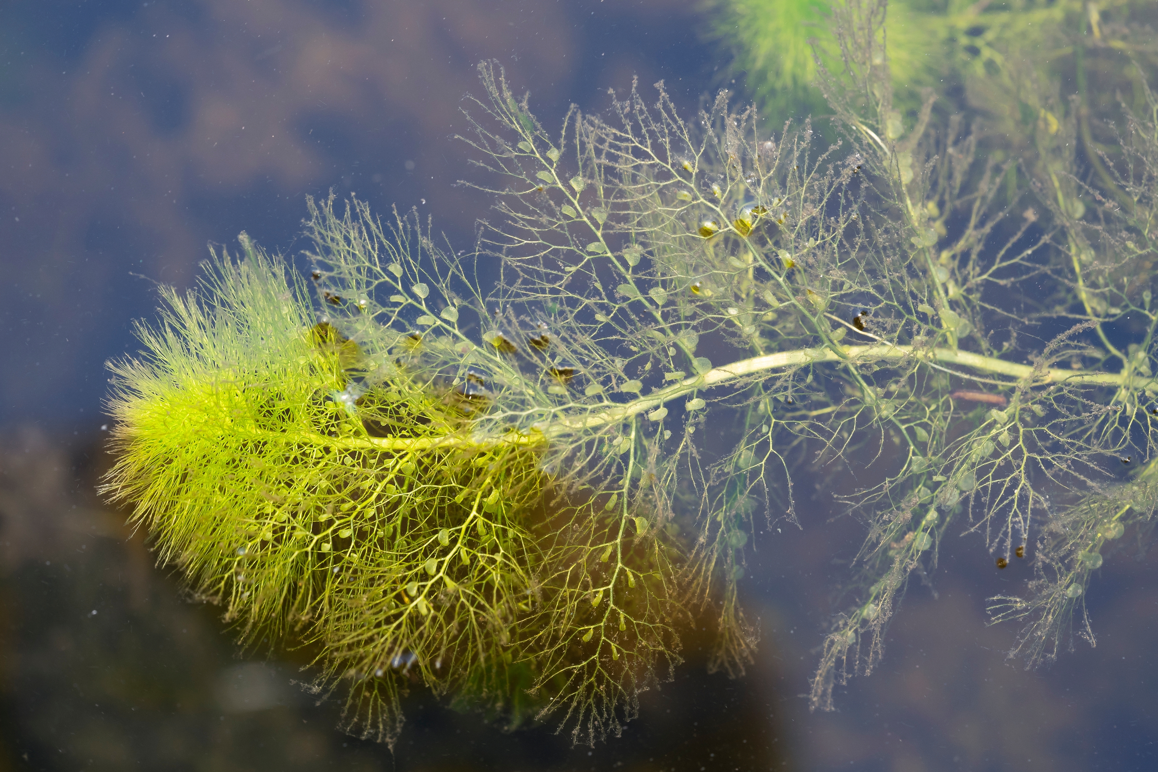 A bladderwort's underwater traps