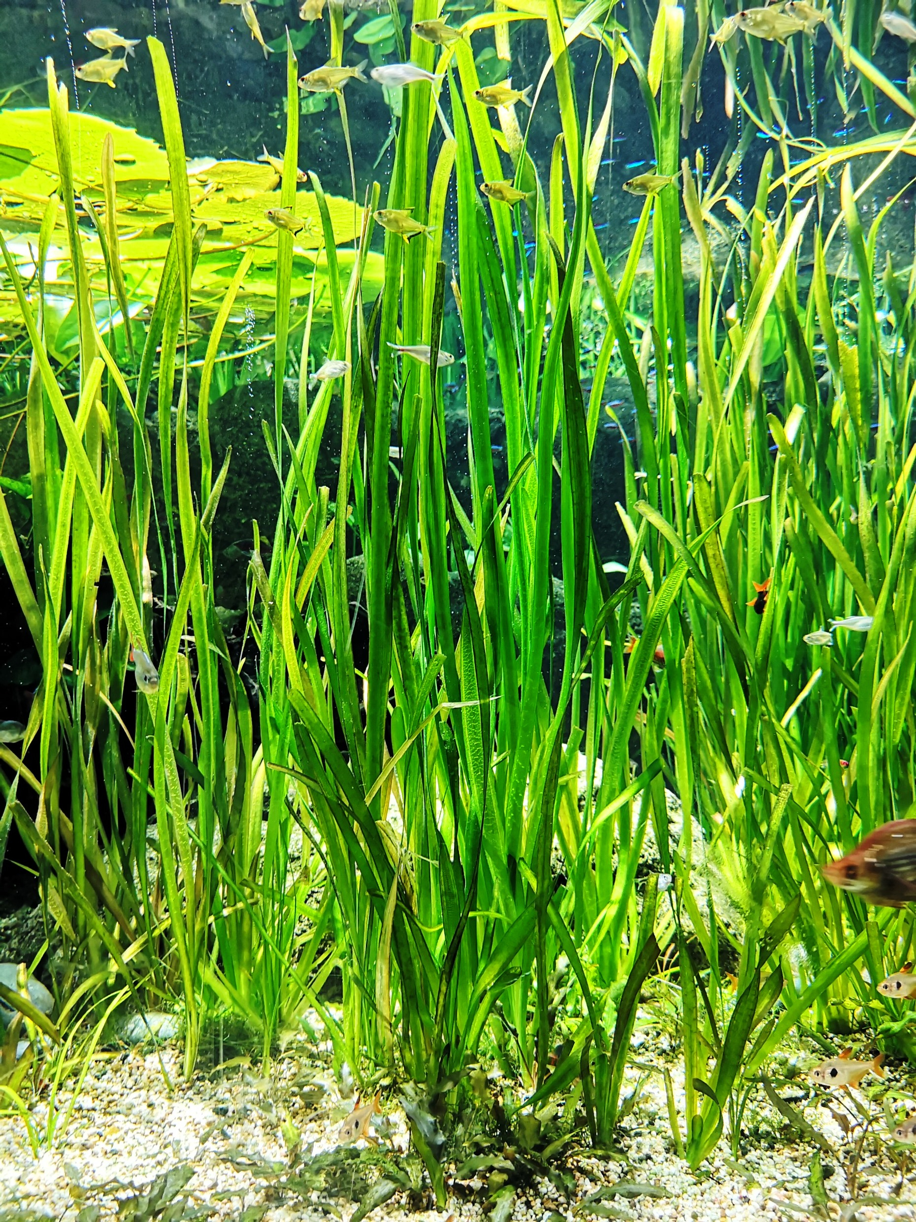 Freshwater eelgrass