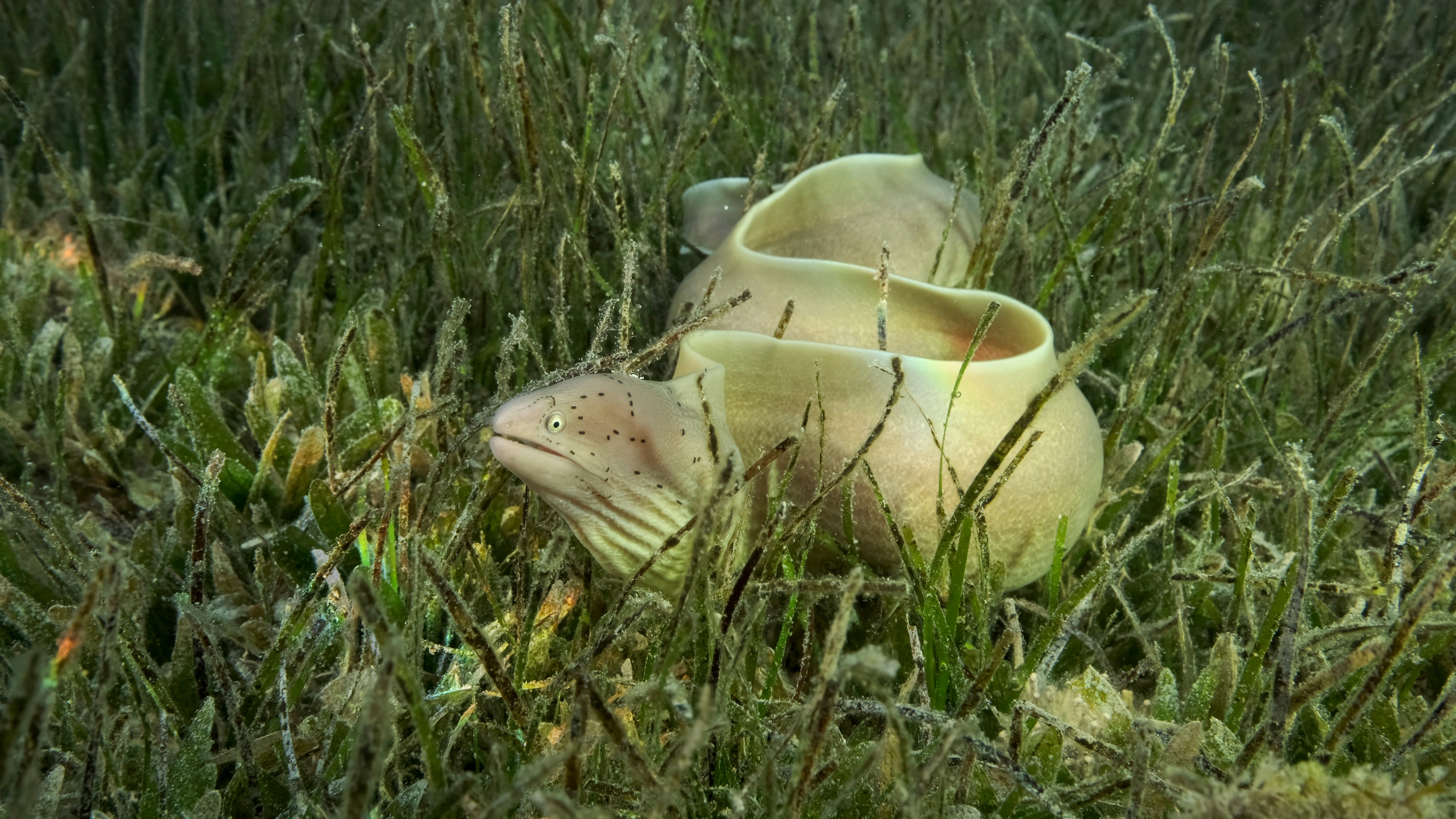 Moray eel in eelgrass