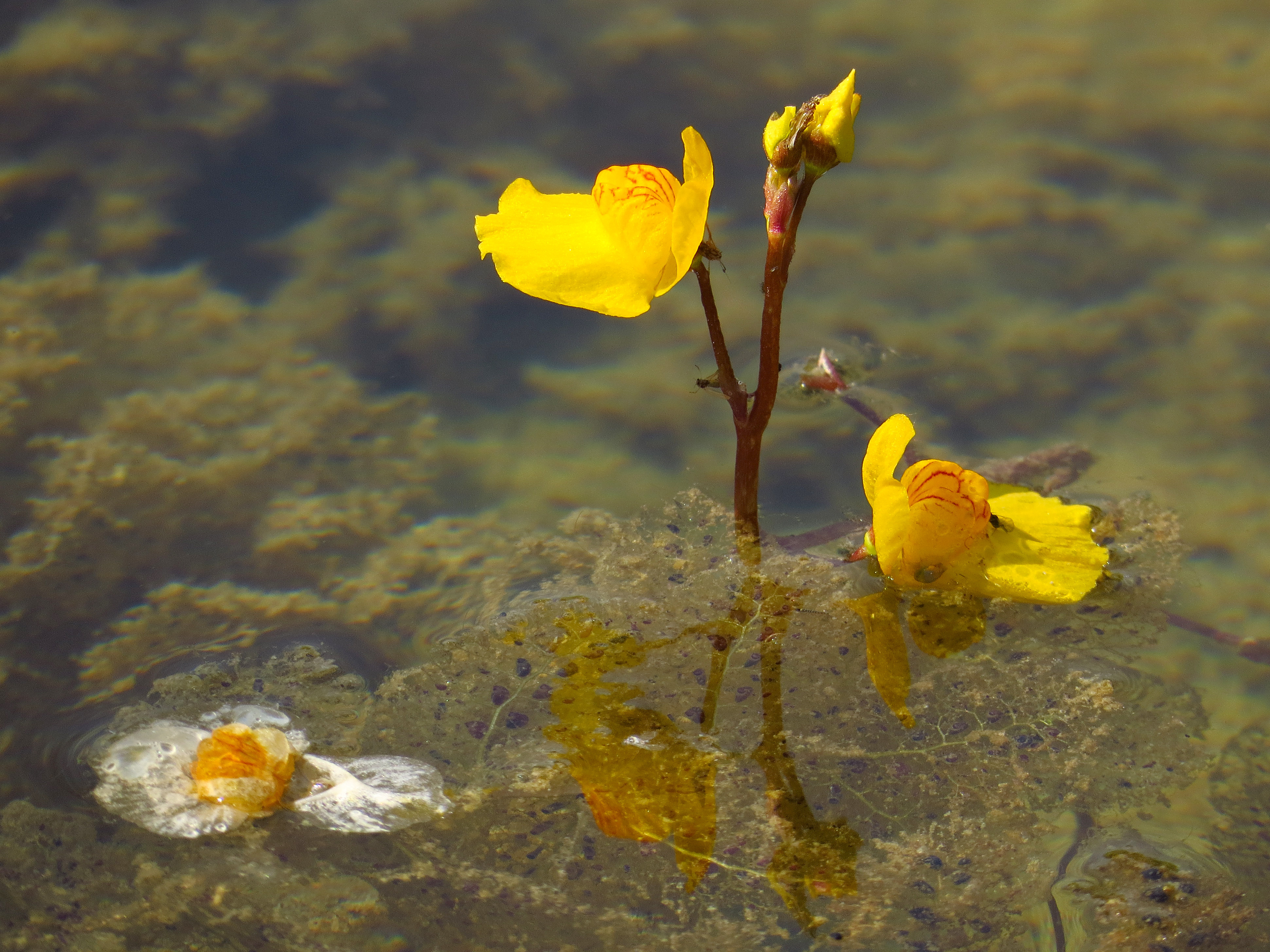 Bladderwort