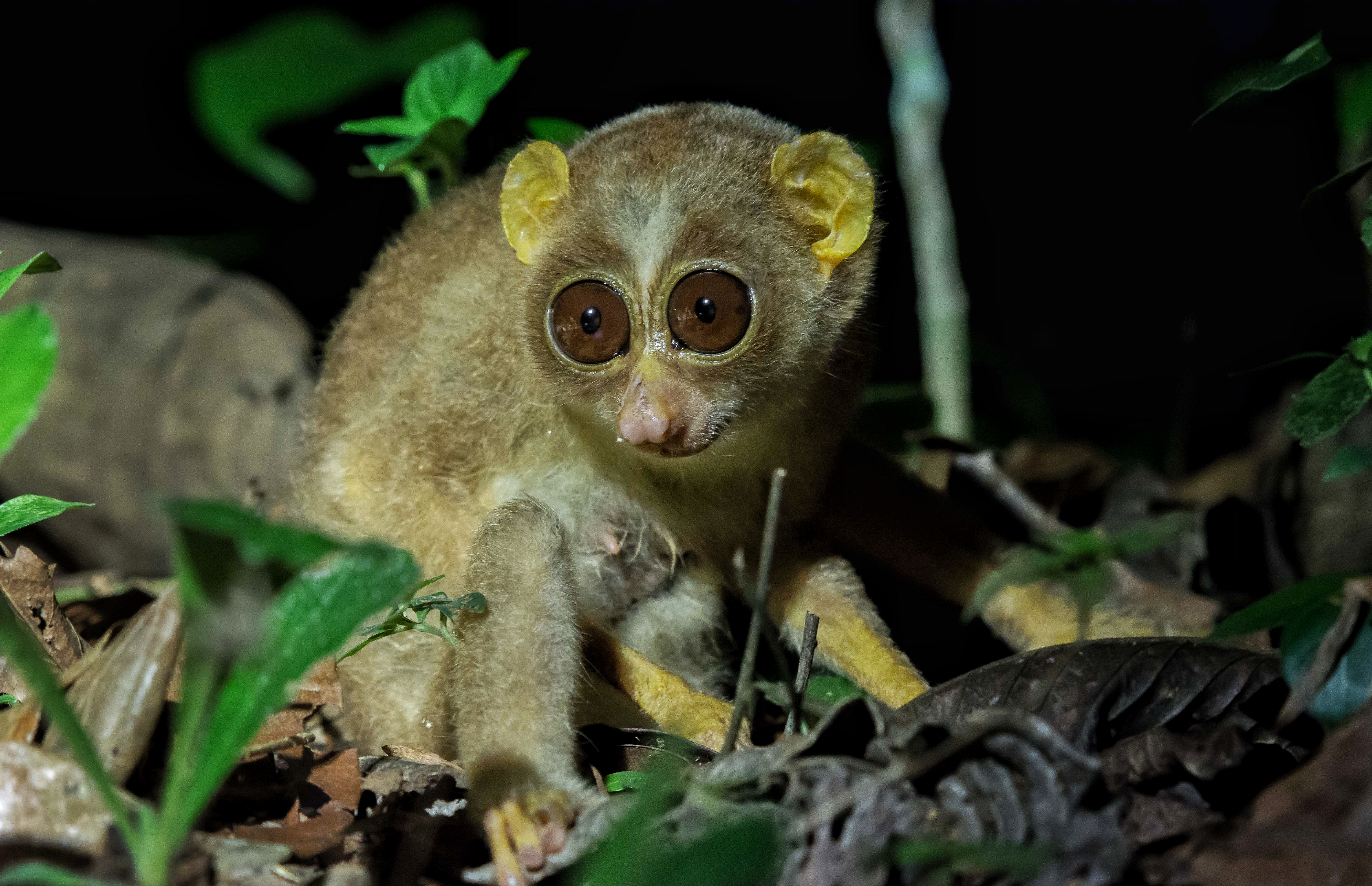 Gray slender loris