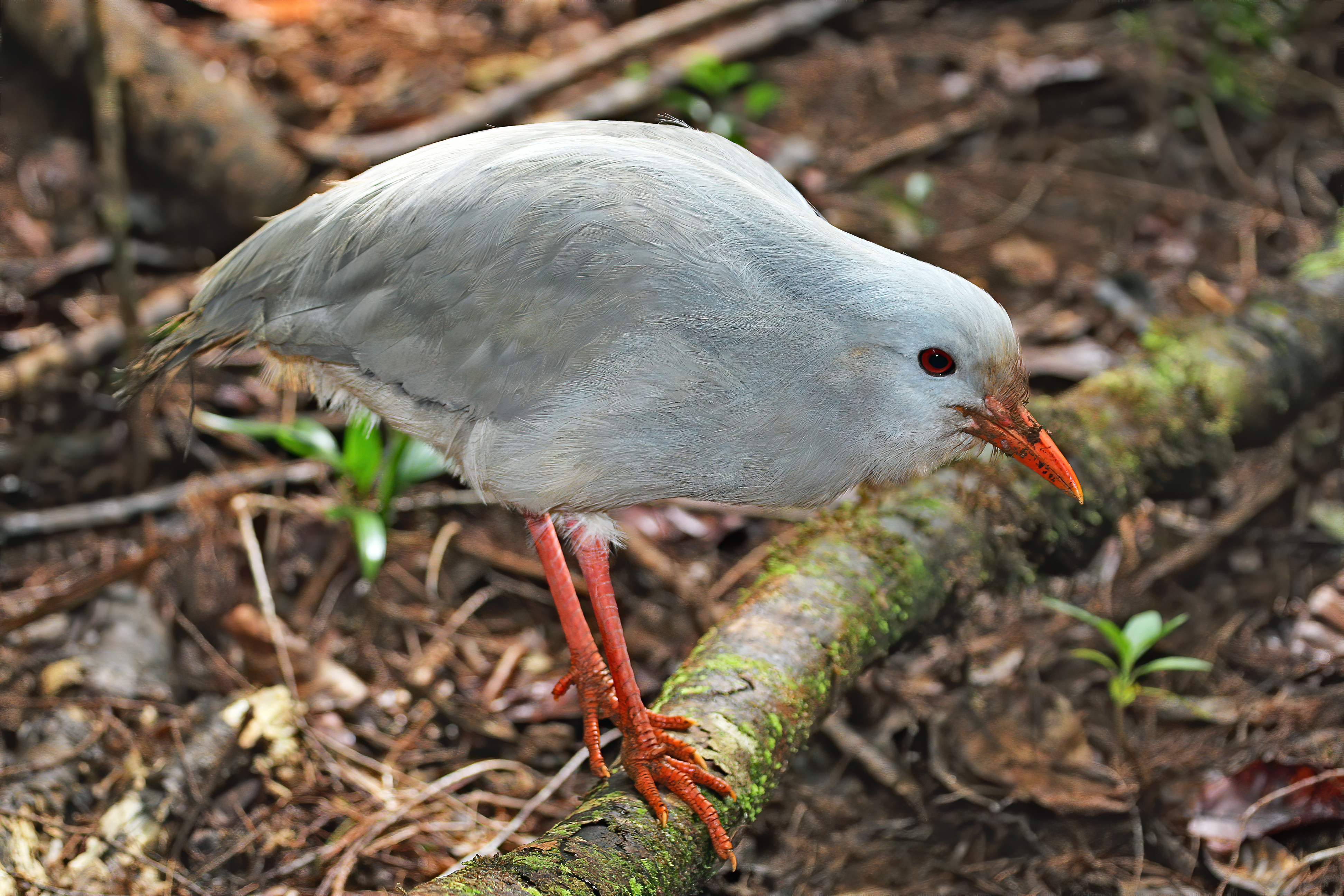 Kagu