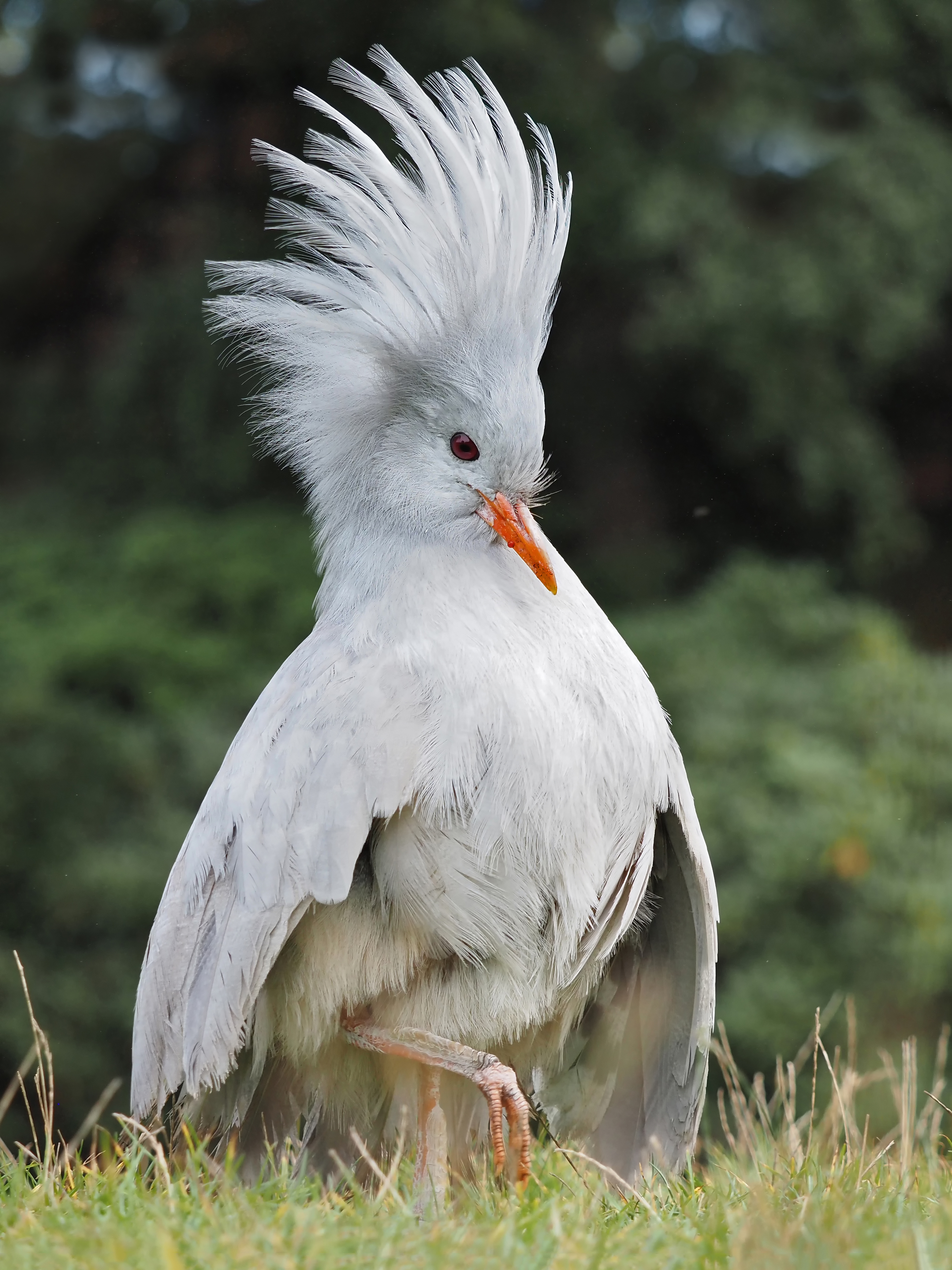 Kagu with crown of feathers raised