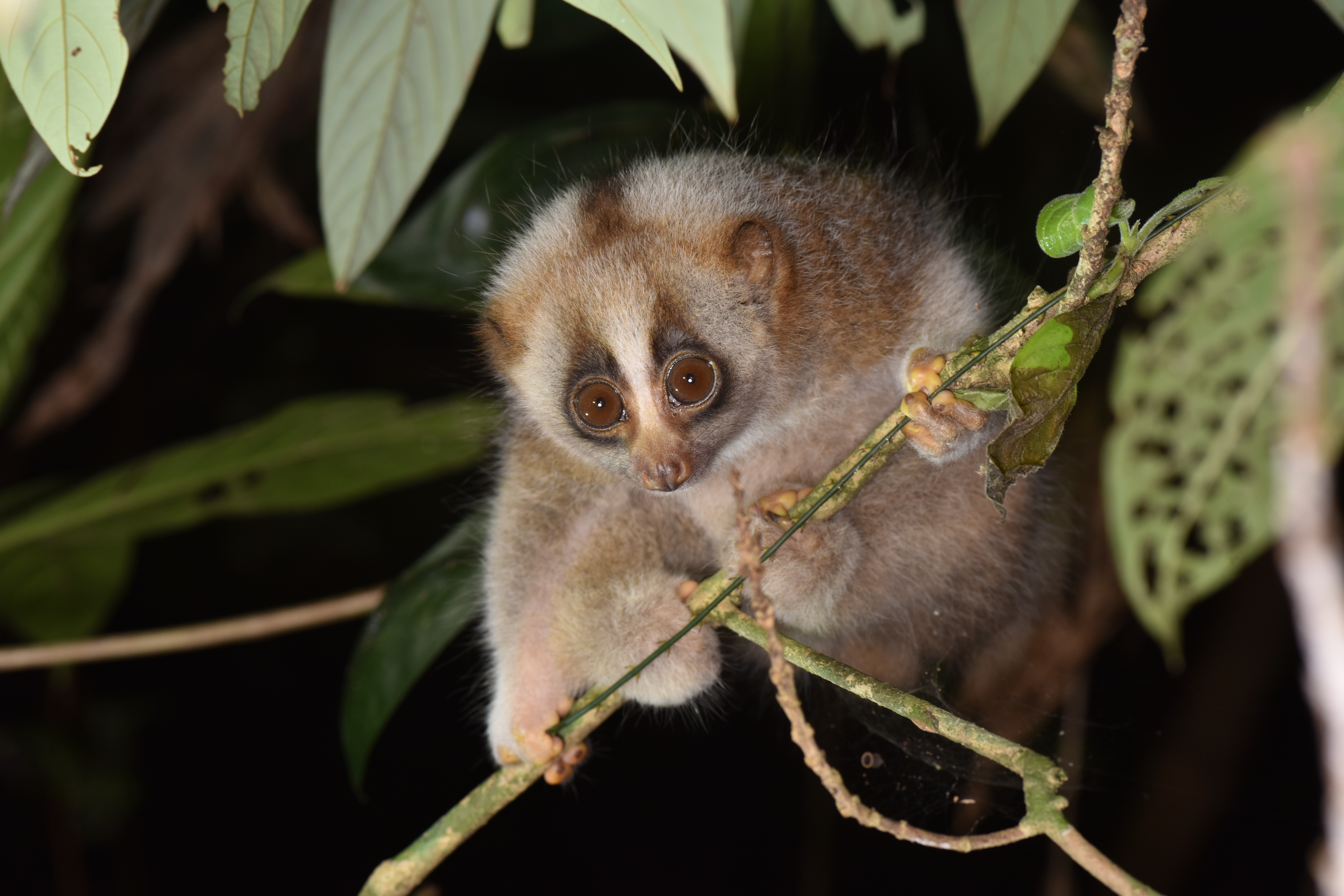 Bengal slow loris