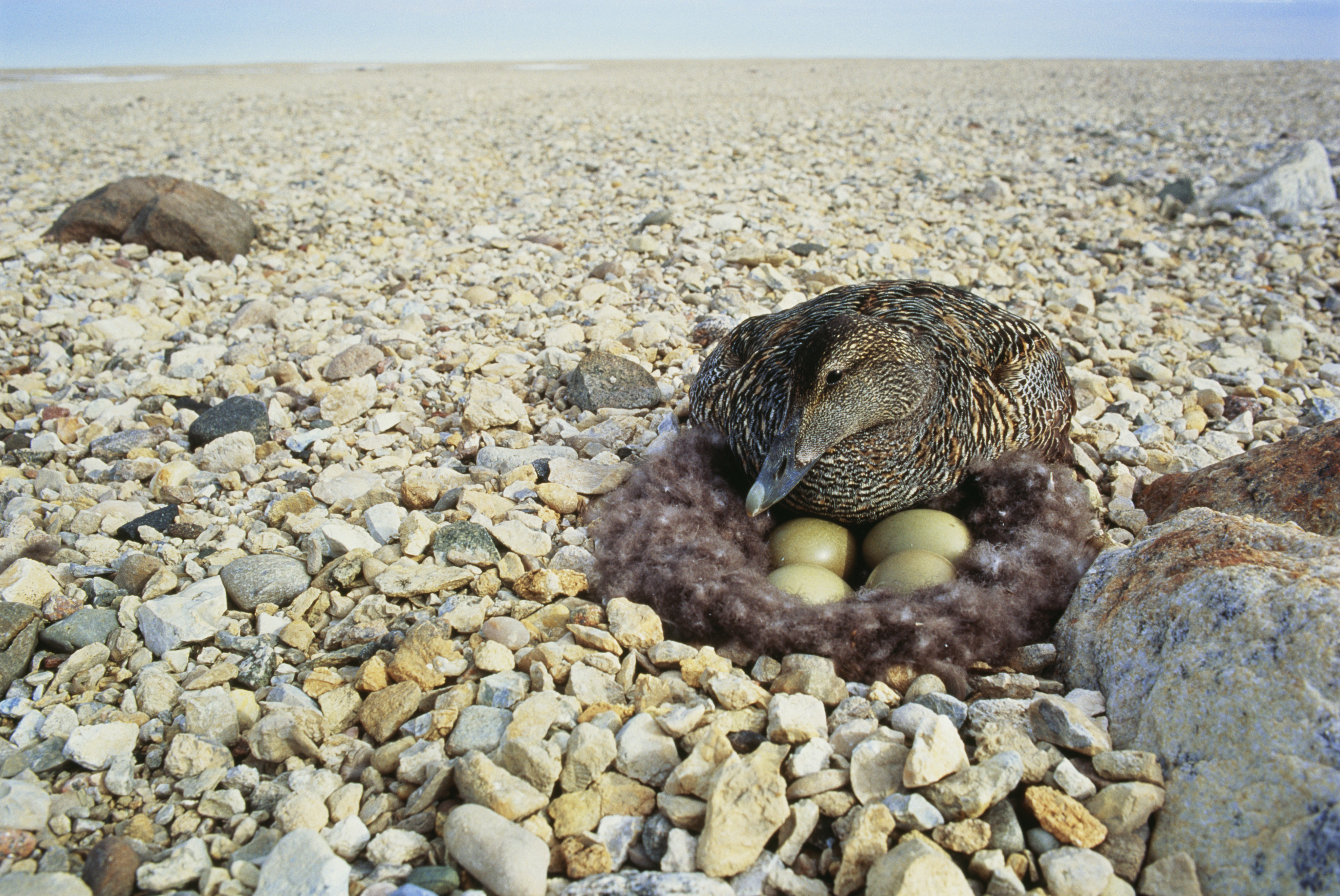 Eider duck nest