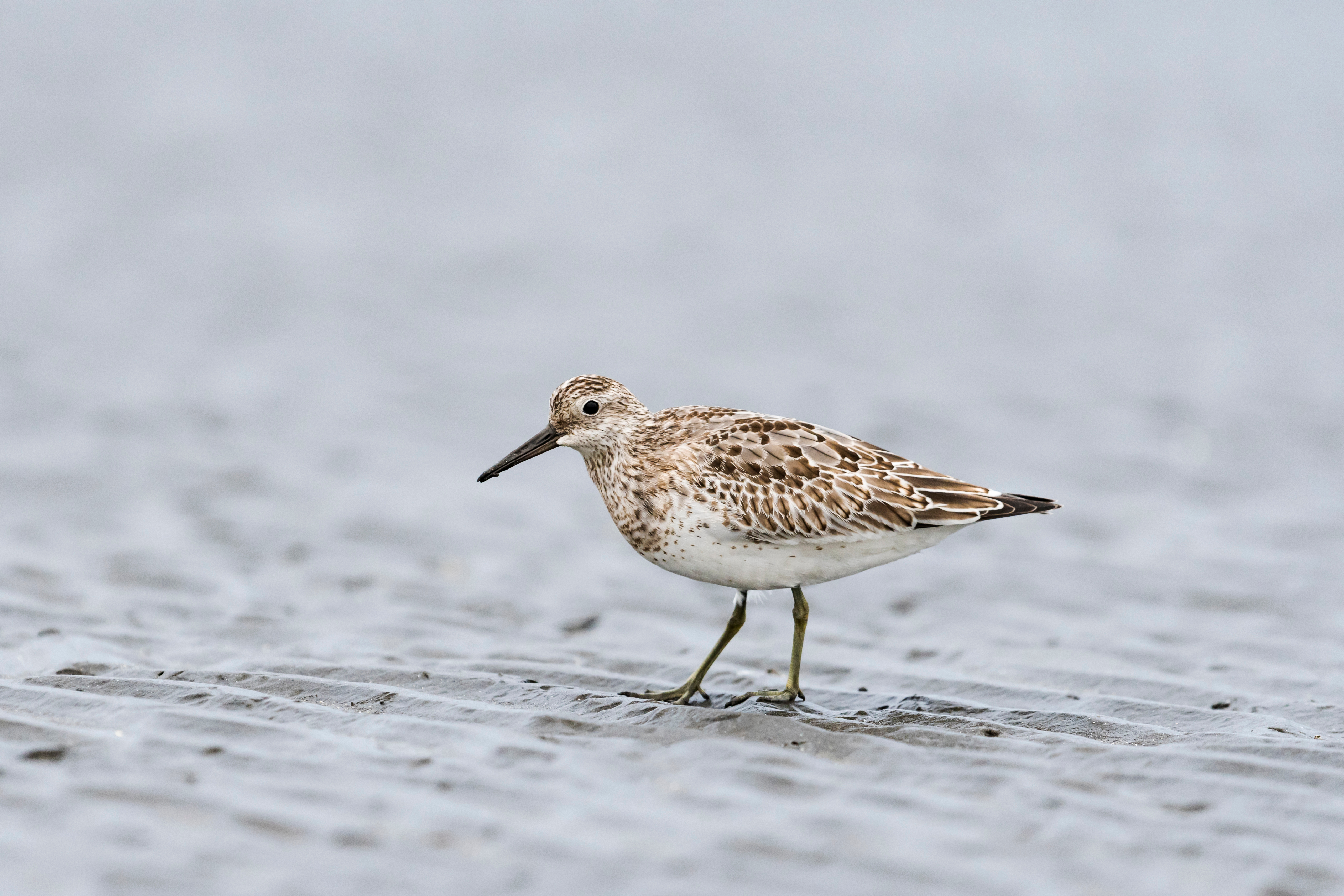 Great knot