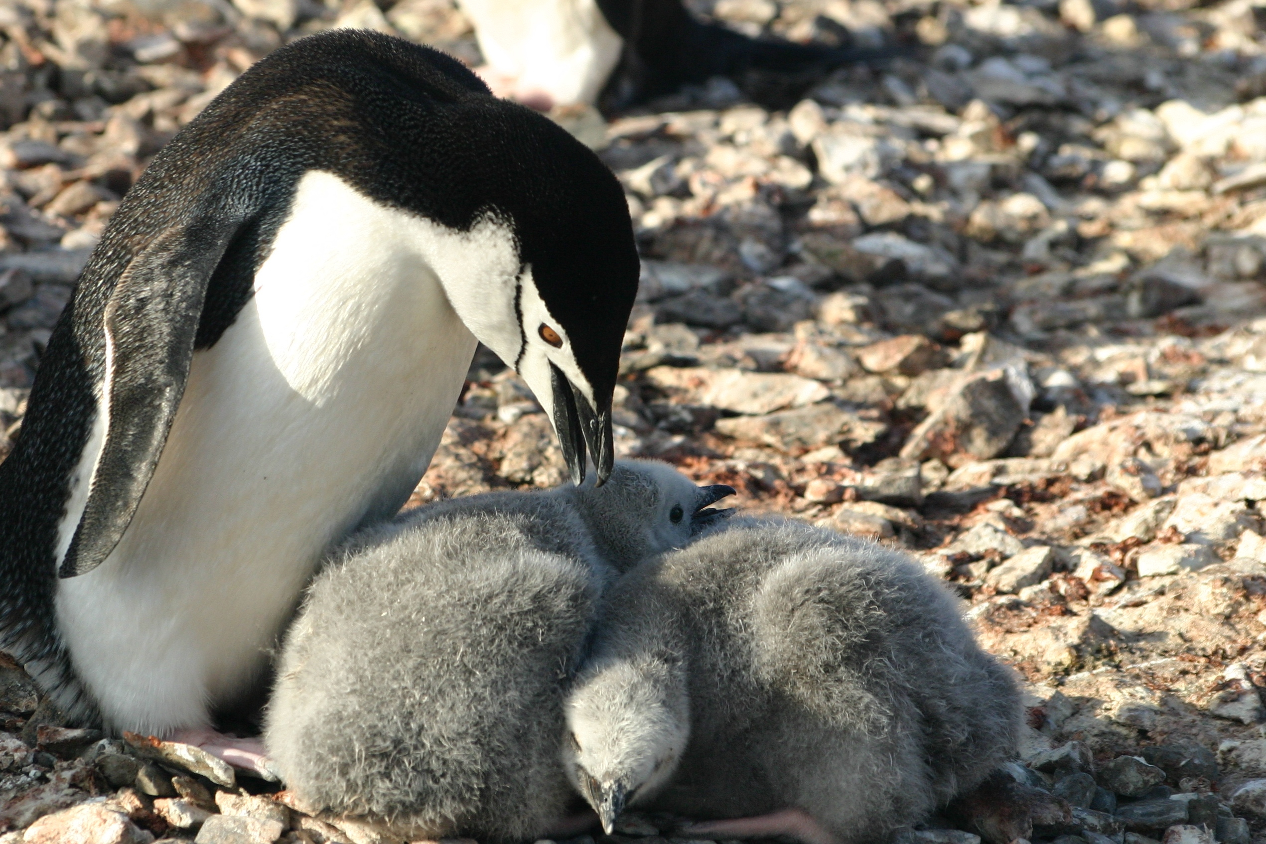 Chinstrap penguin and chicks