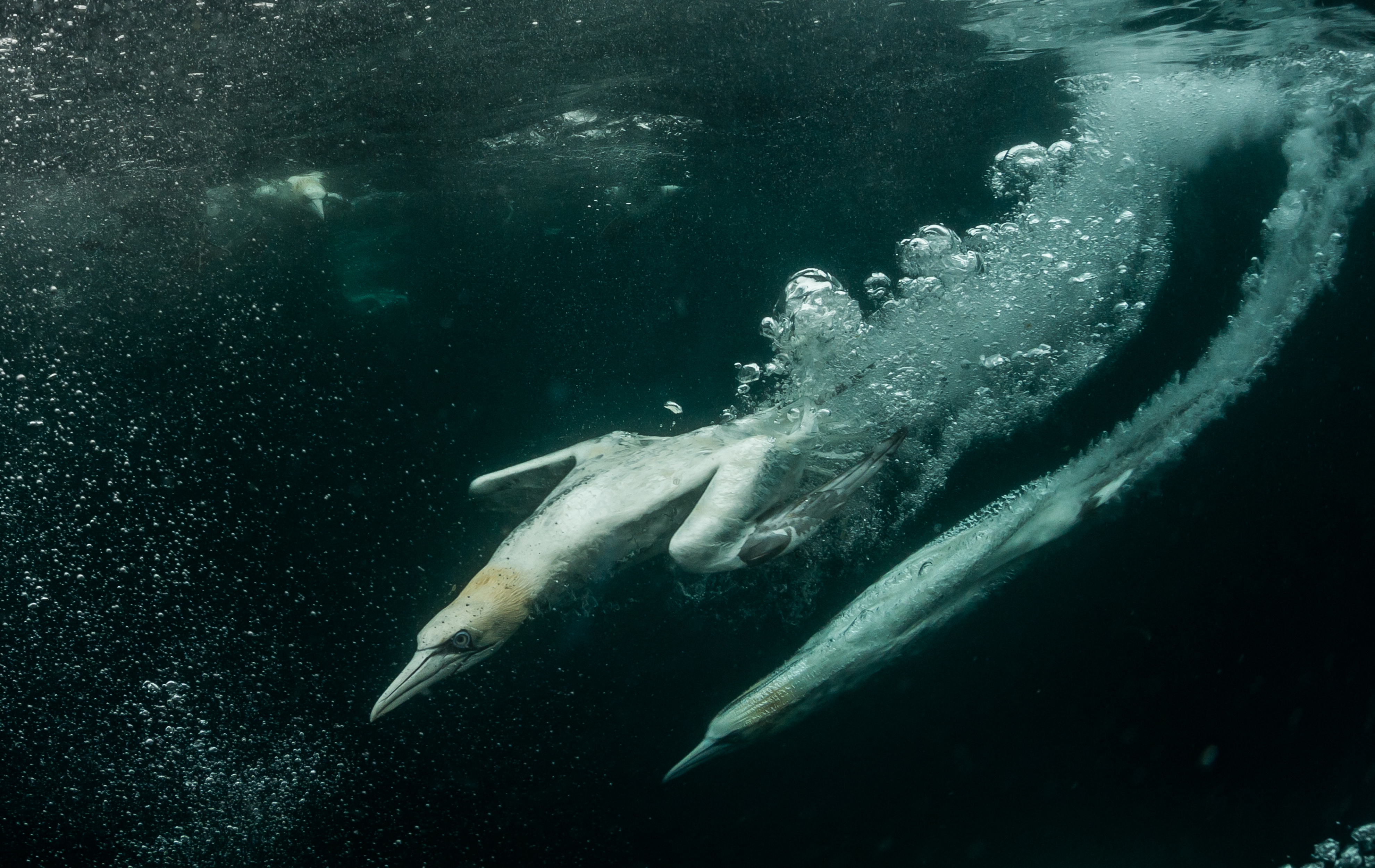 Gannets diving