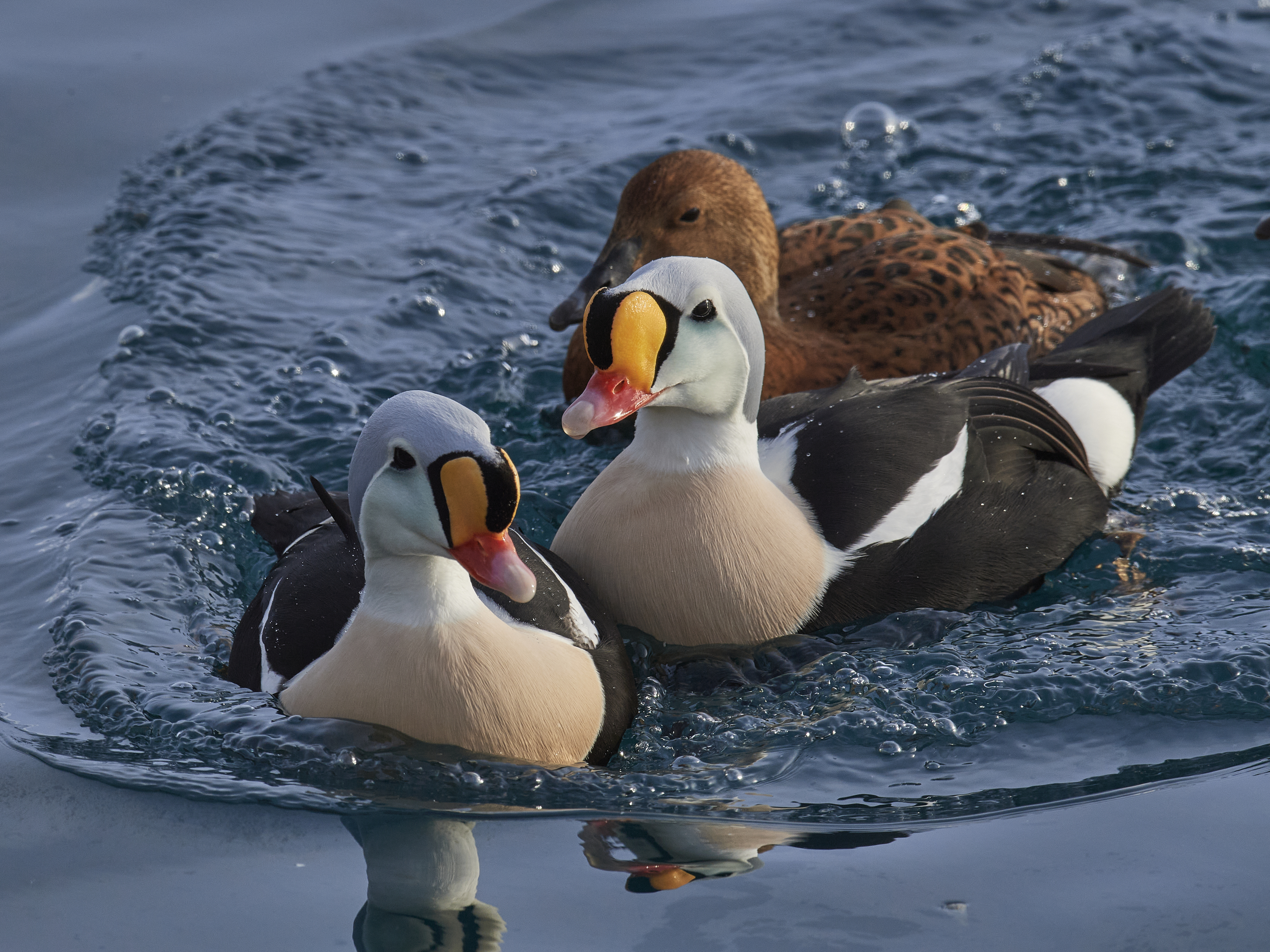 King eider ducks