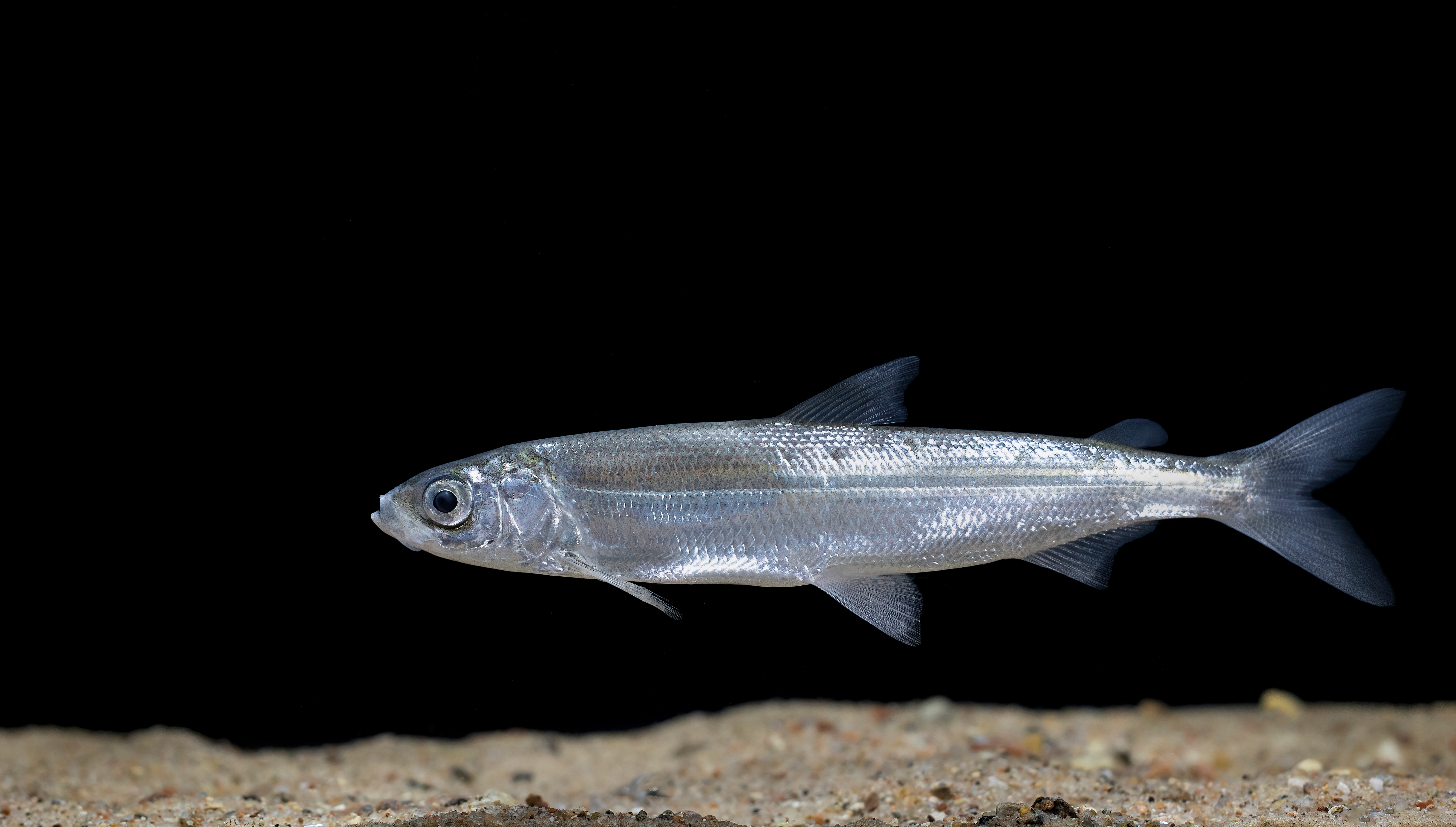 European cisco (whitefish)