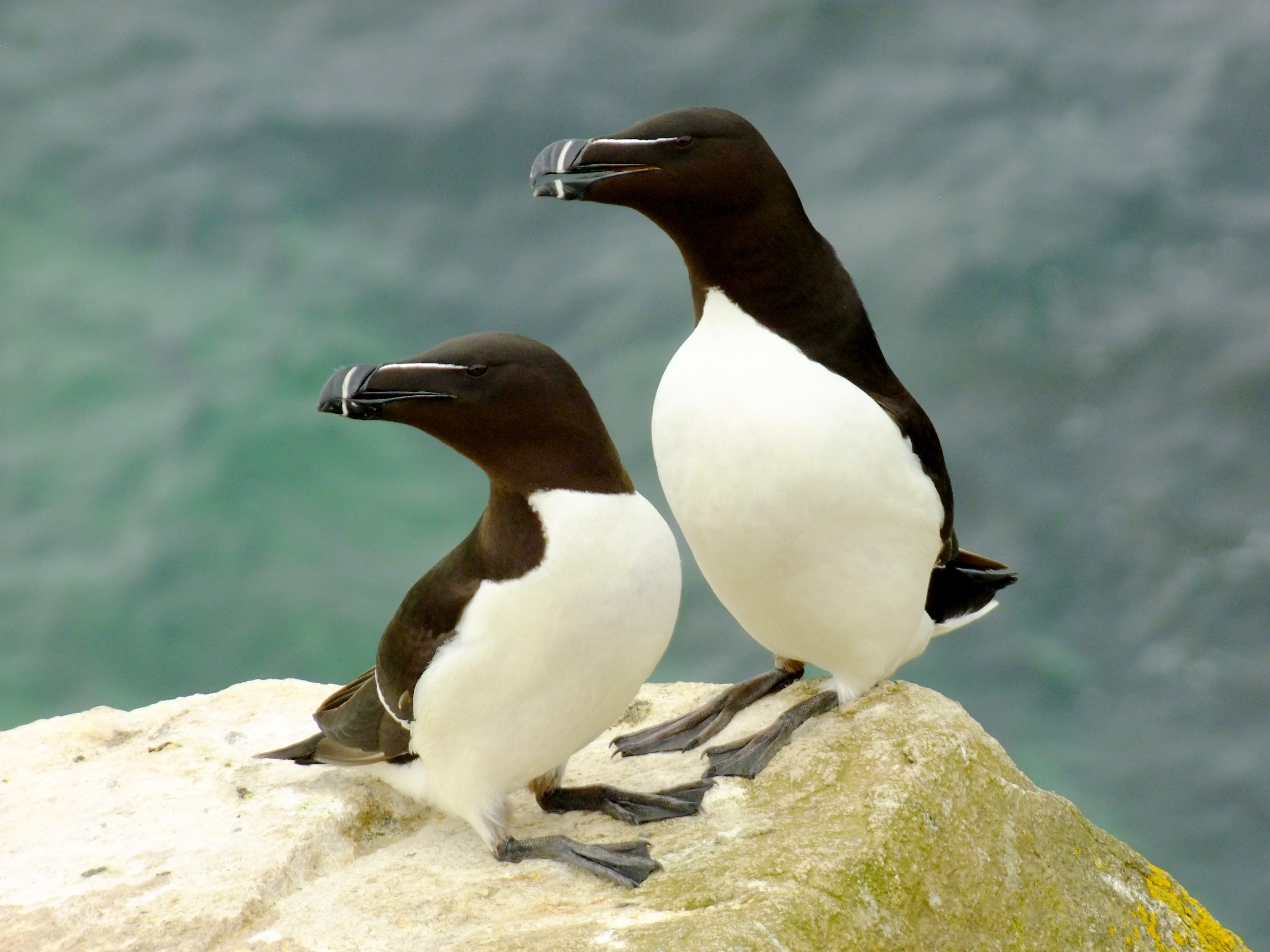 Razorbills