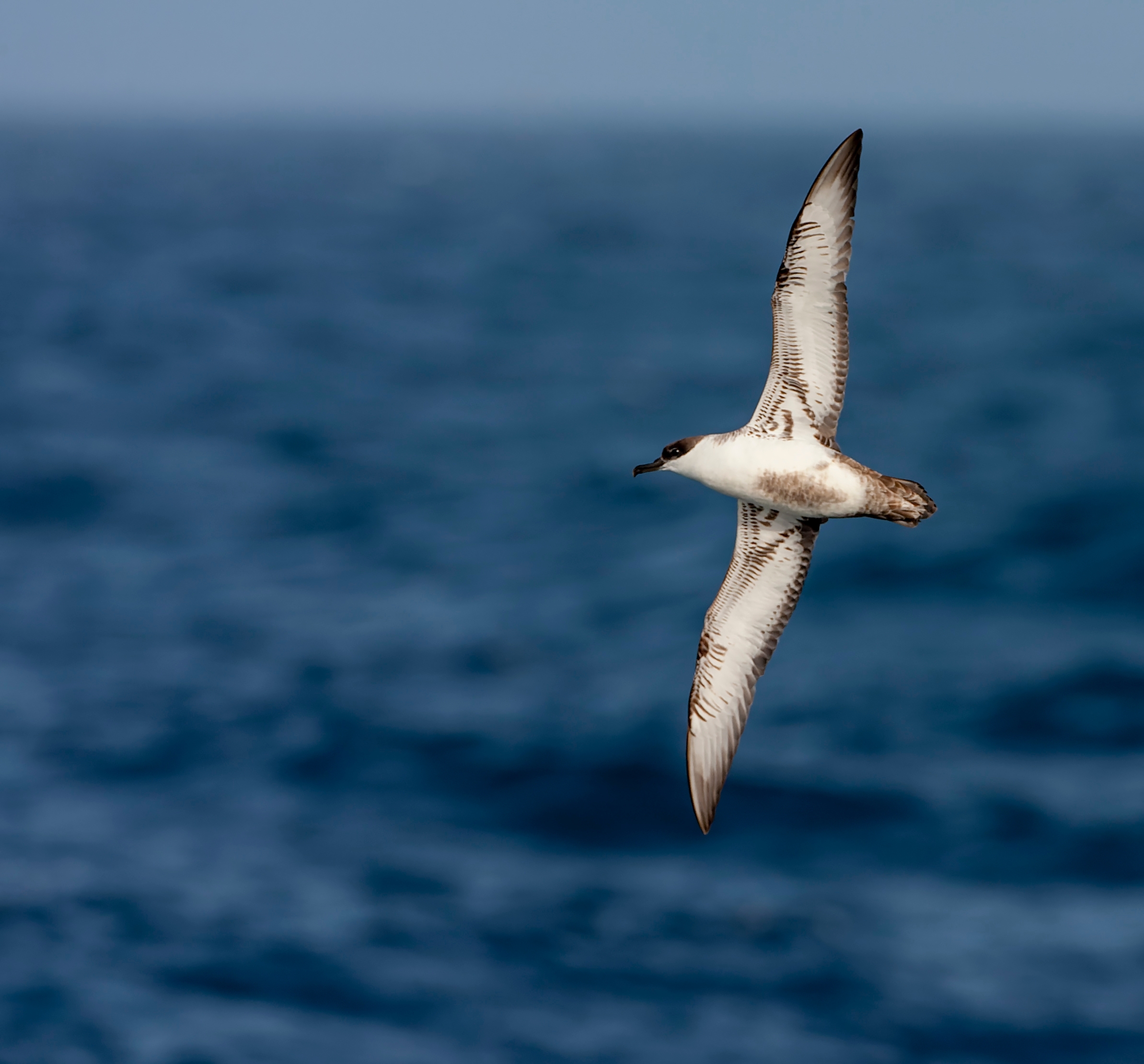 Great shearwater