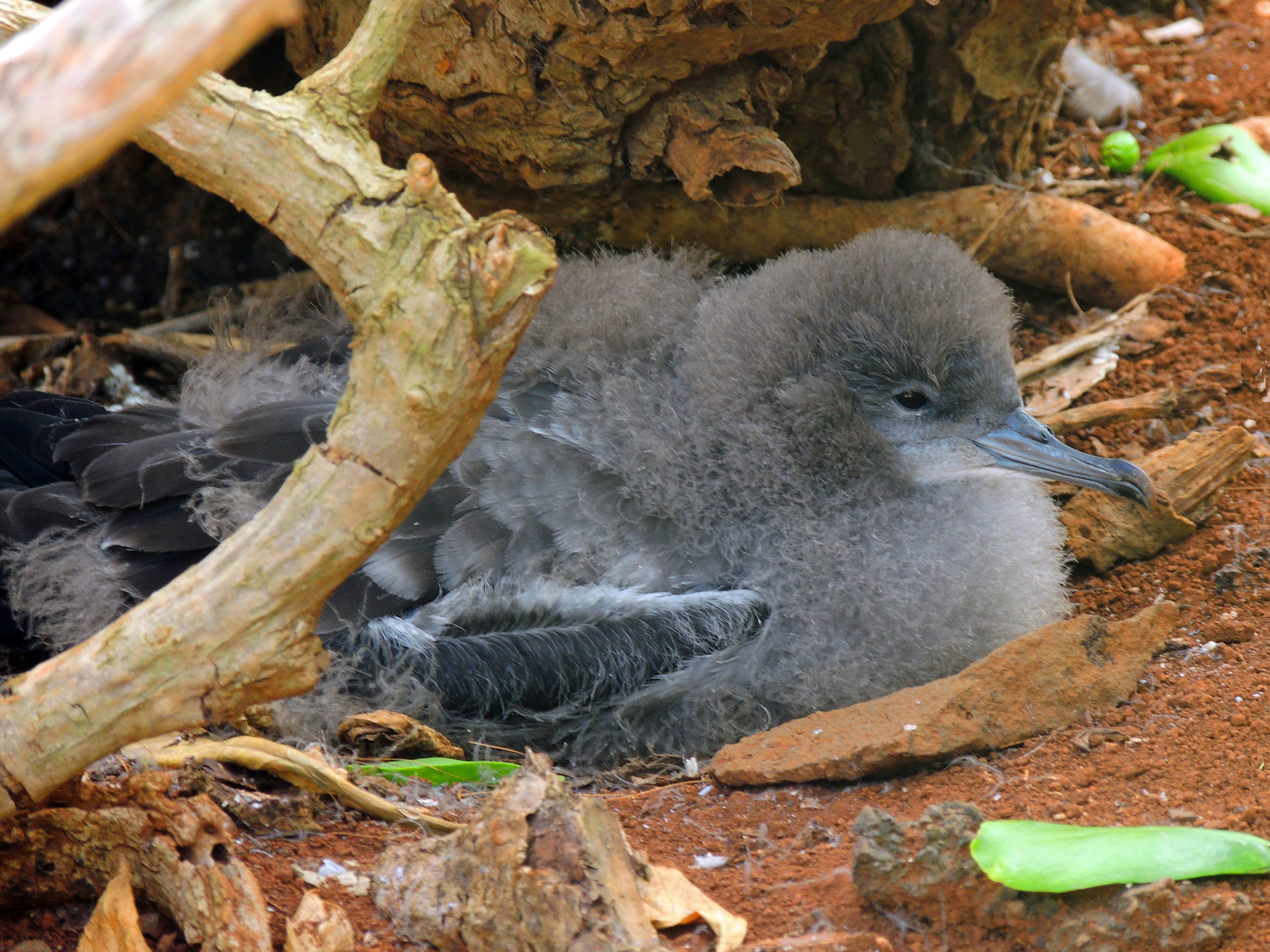 Young shearwater