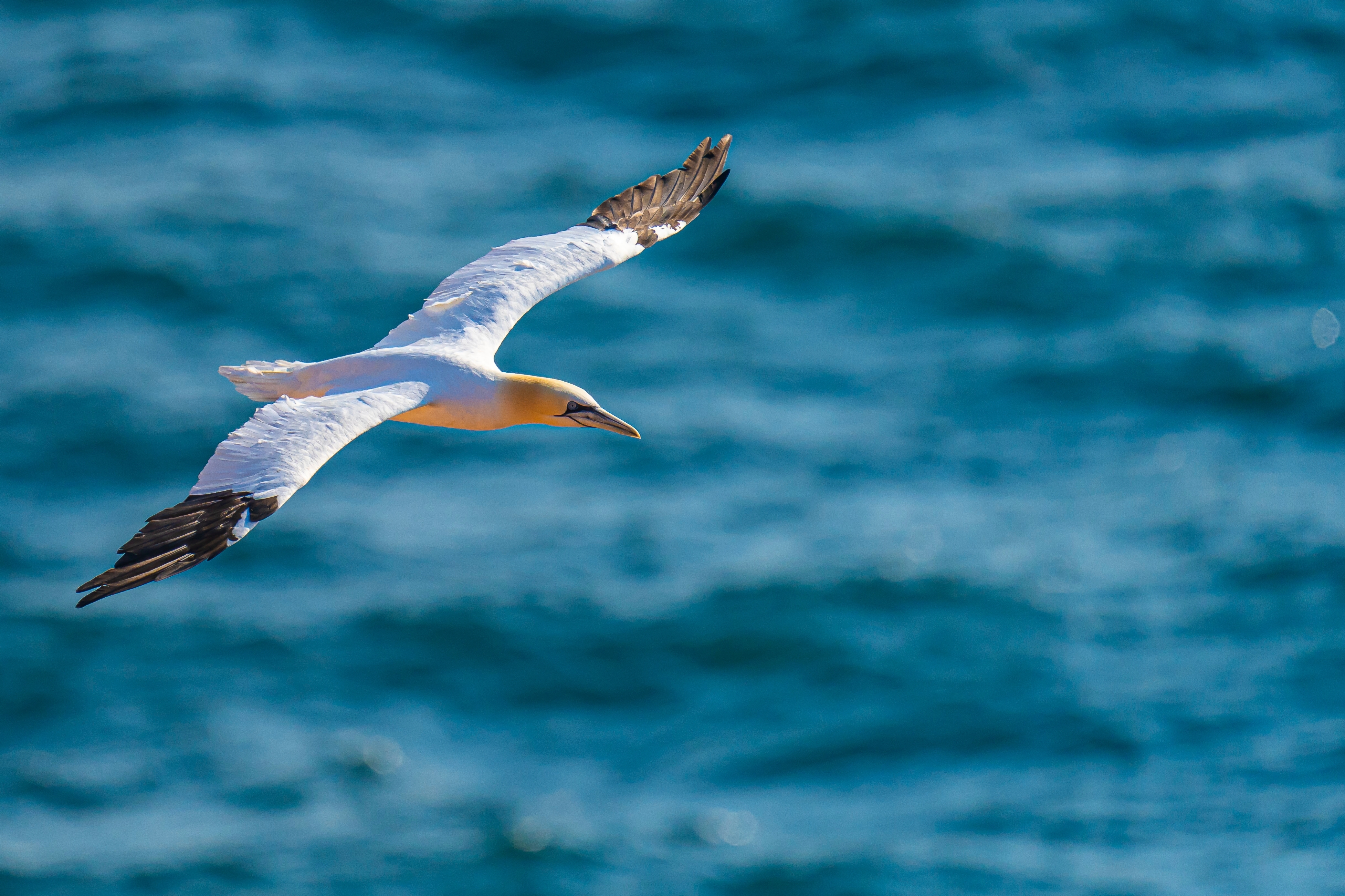 Gannet soaring over the ocean