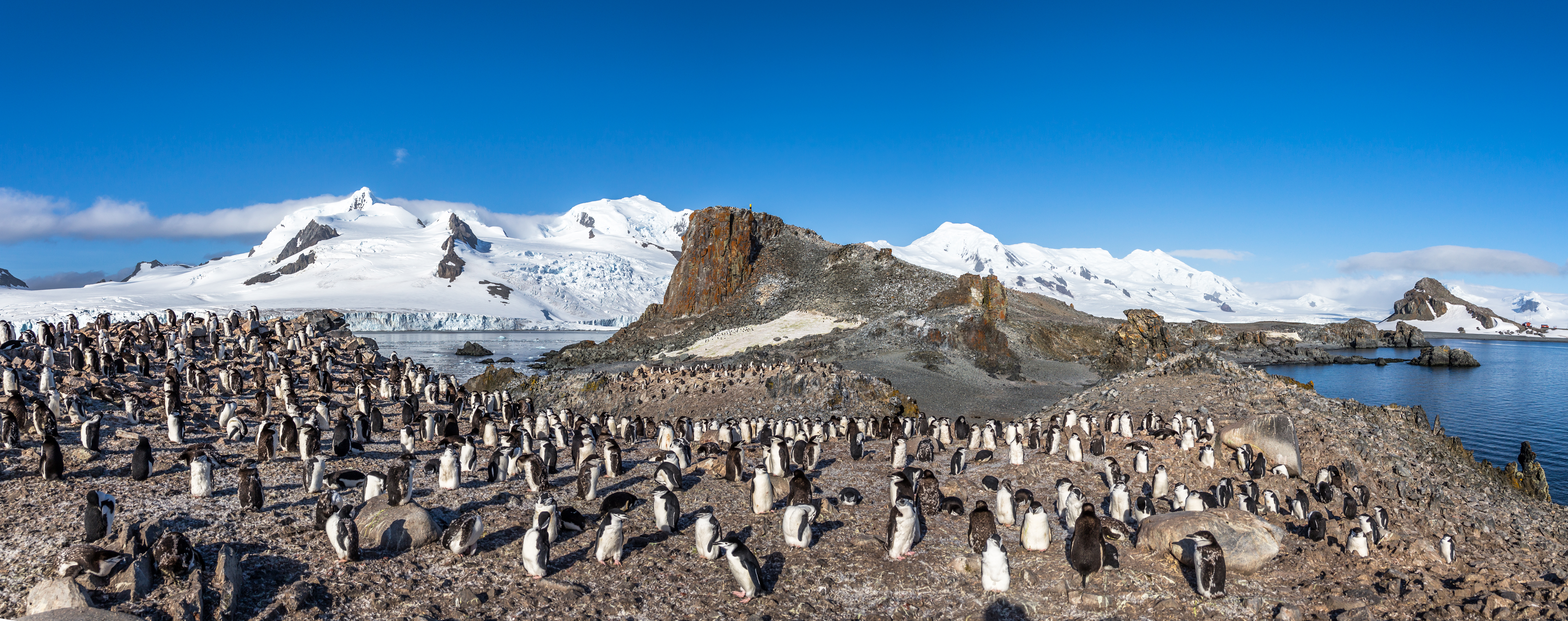 Chinstrap penguin colony