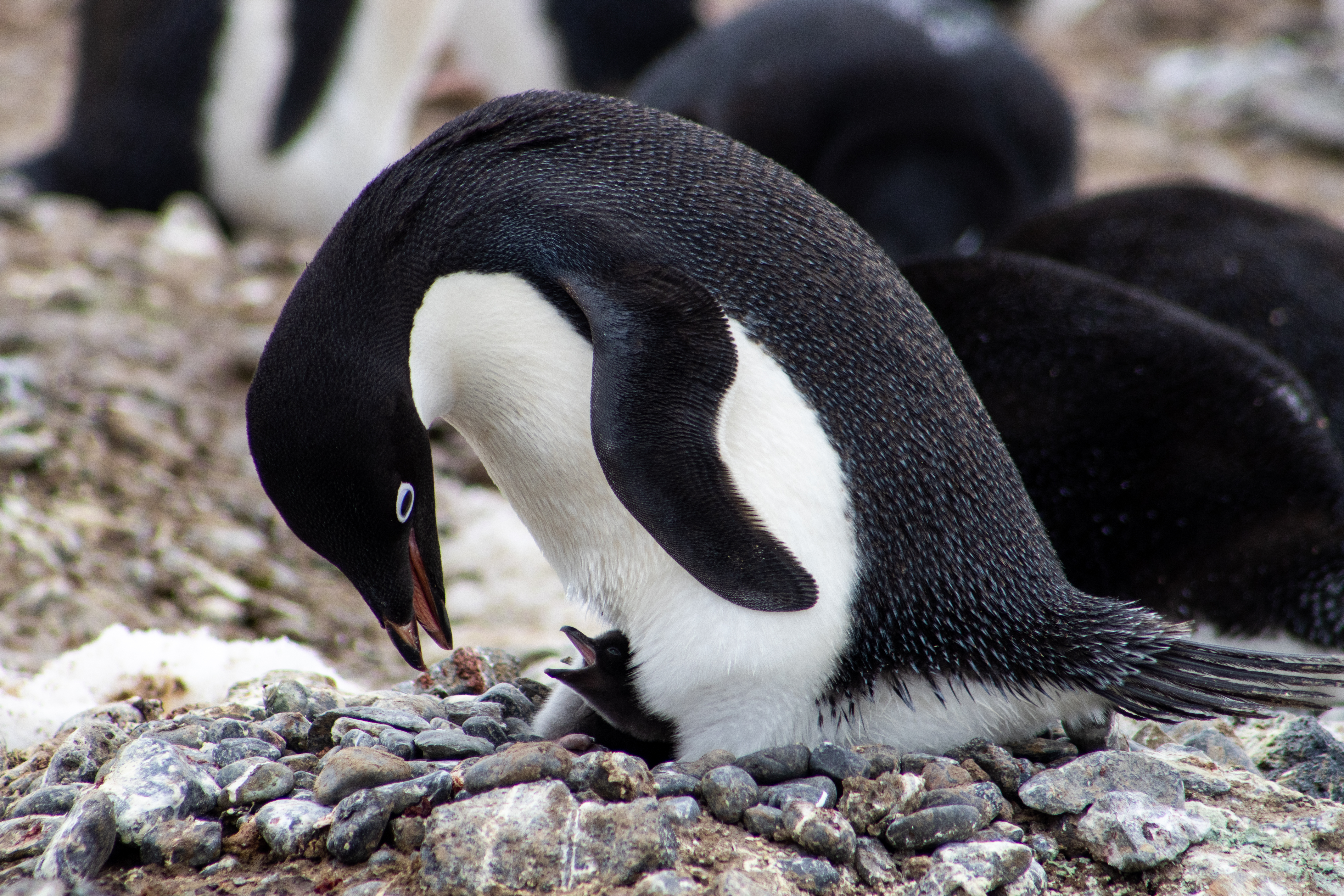 Adélie penguin and chick