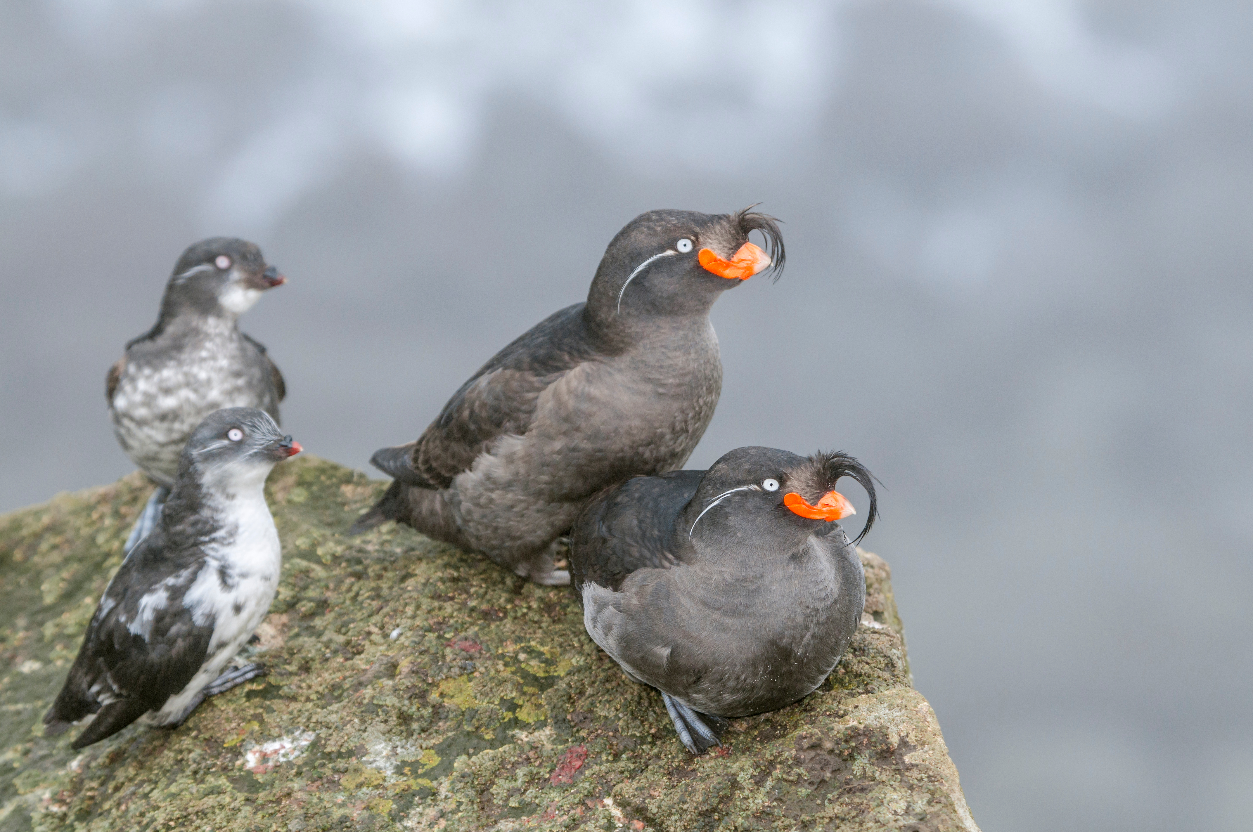 Auklets