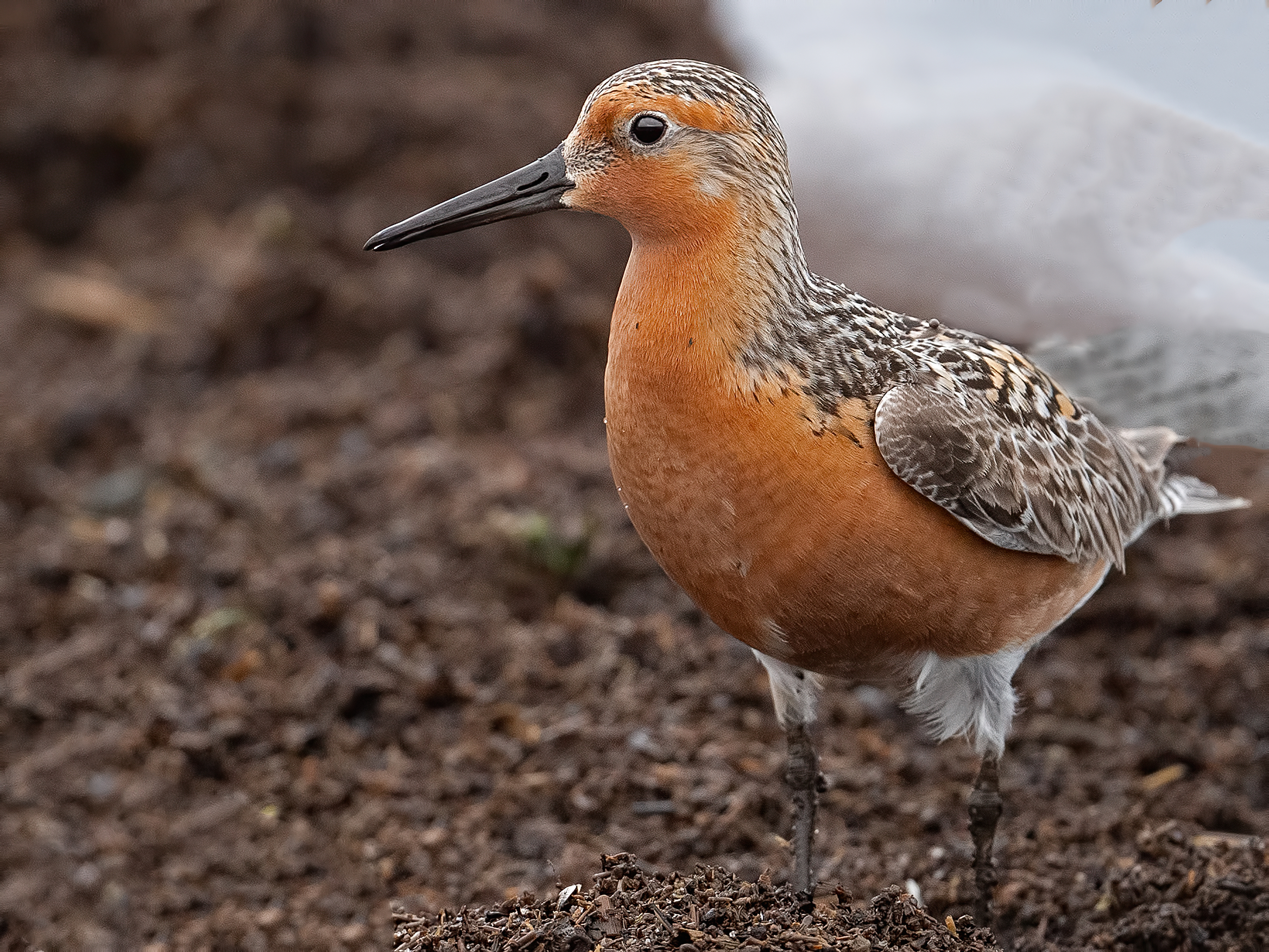 Red knot