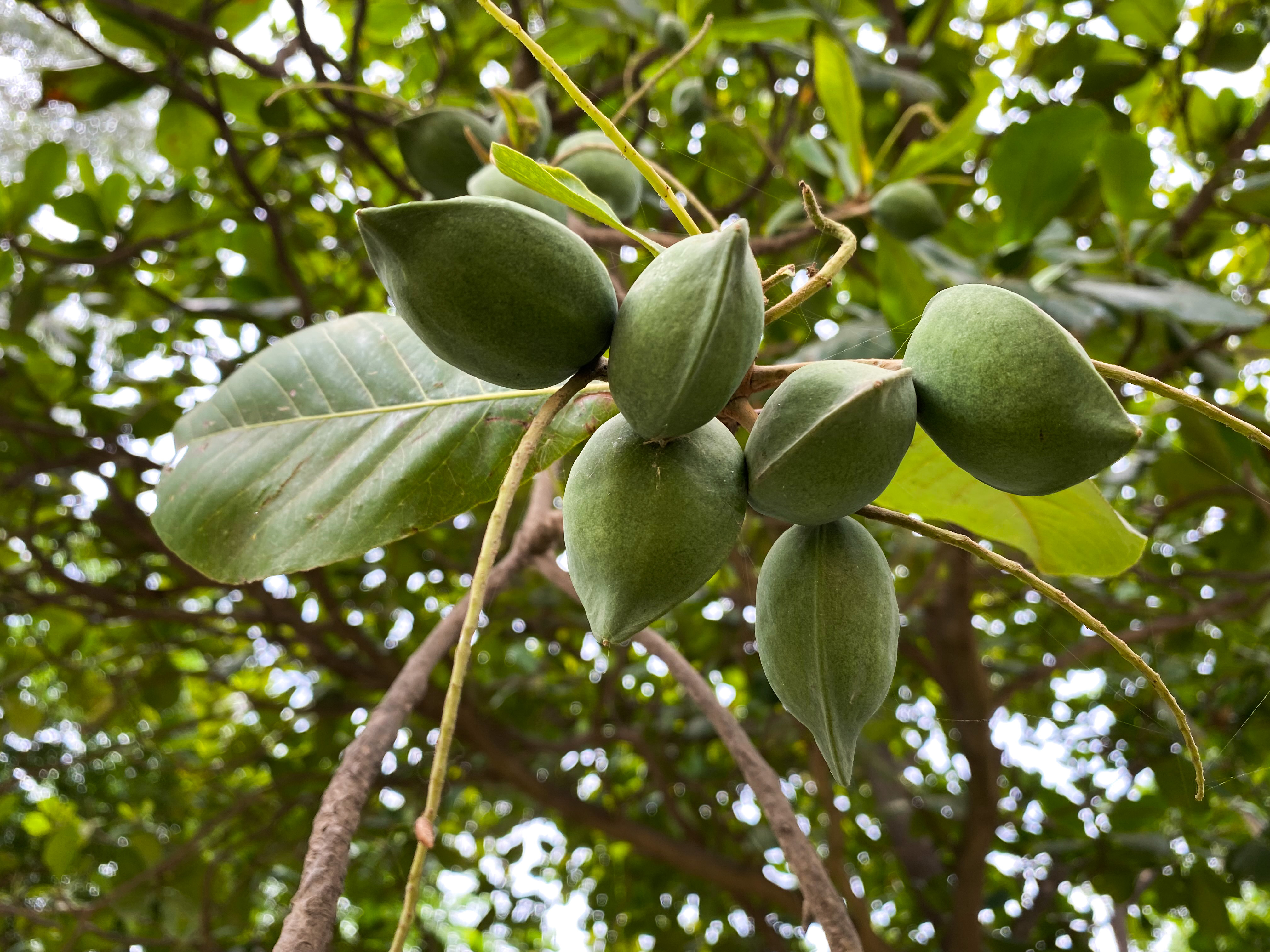 Fruit of the Indian almond tree