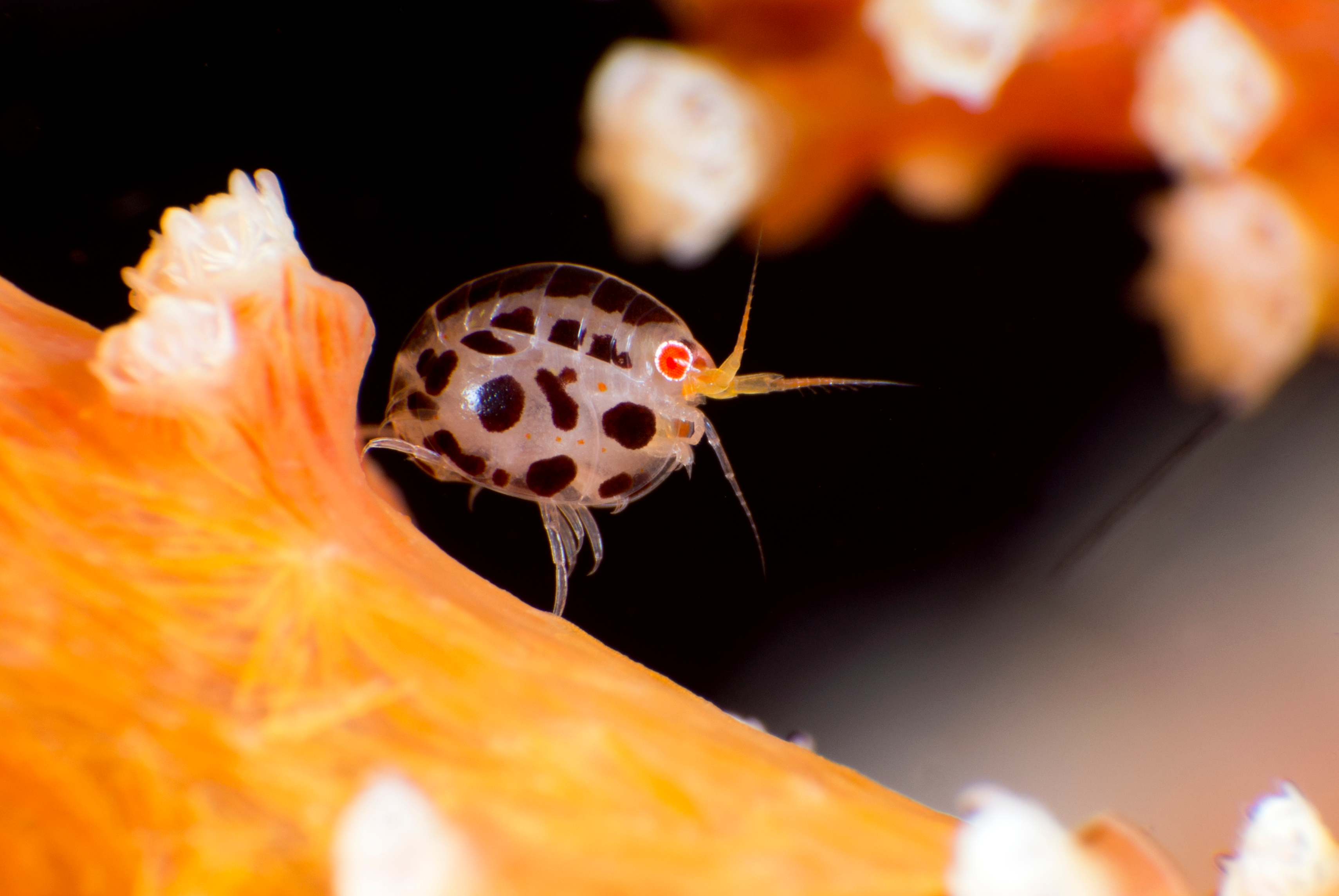 Marine amphipod