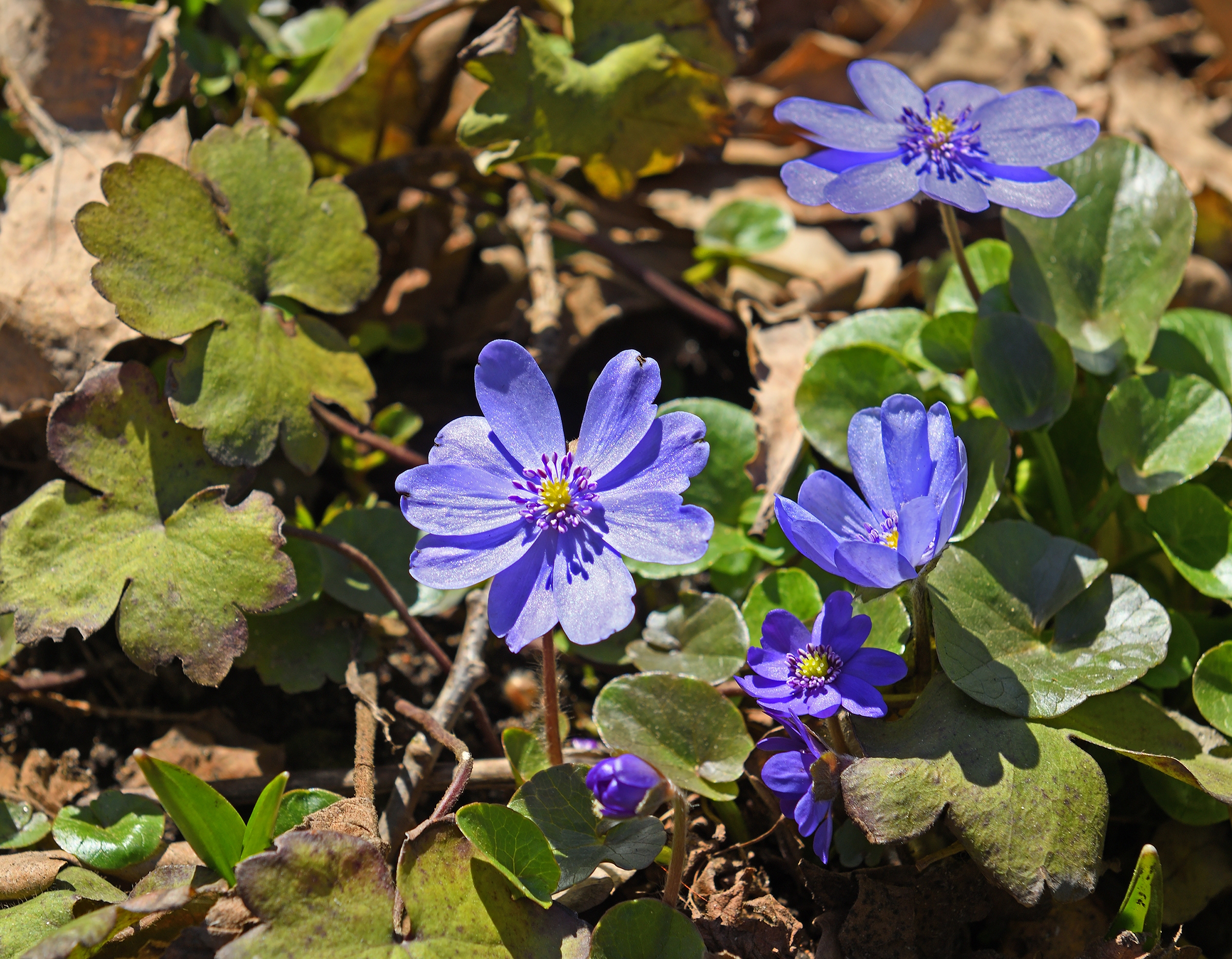 Hepatica