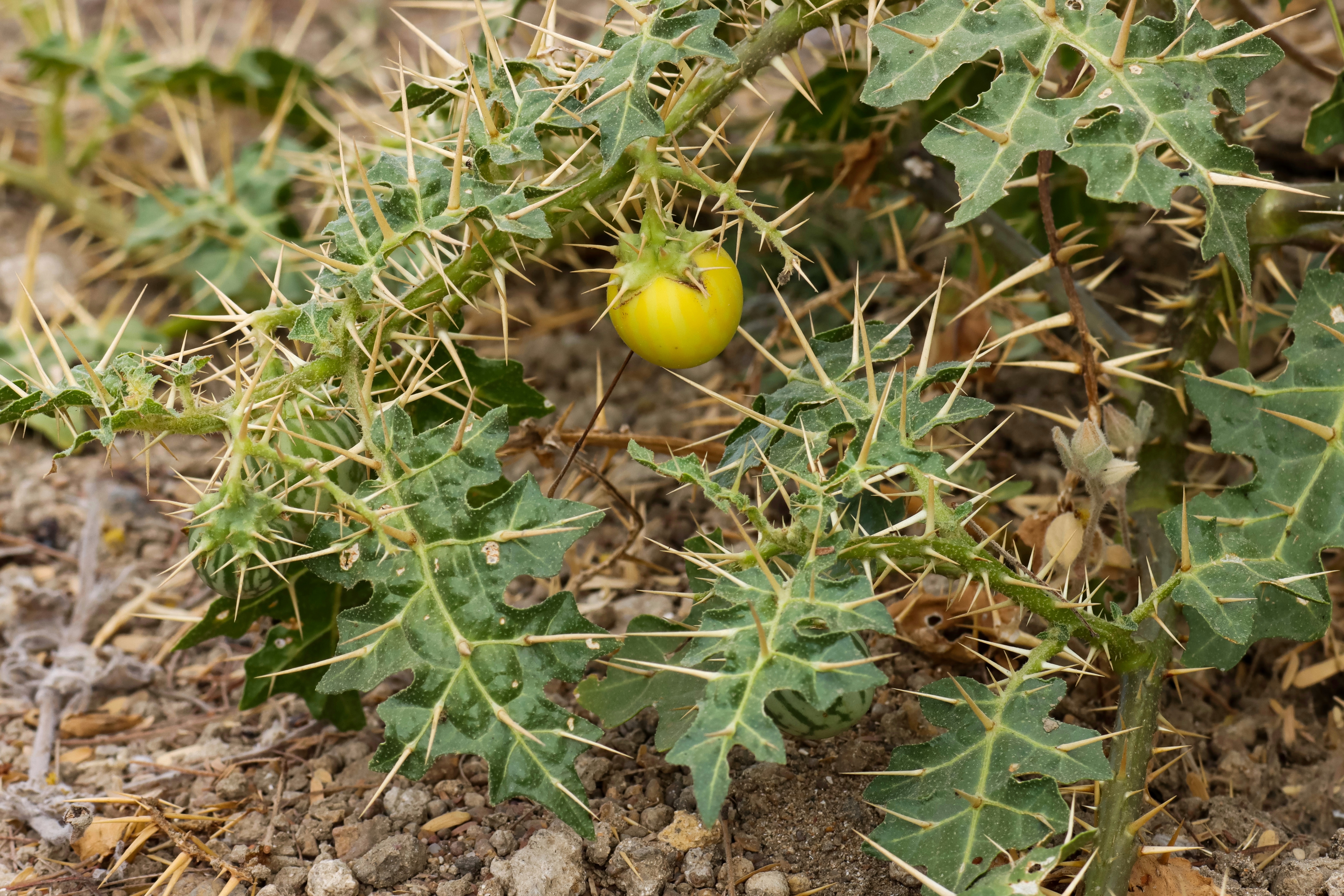 Yellow-fruit nightshade