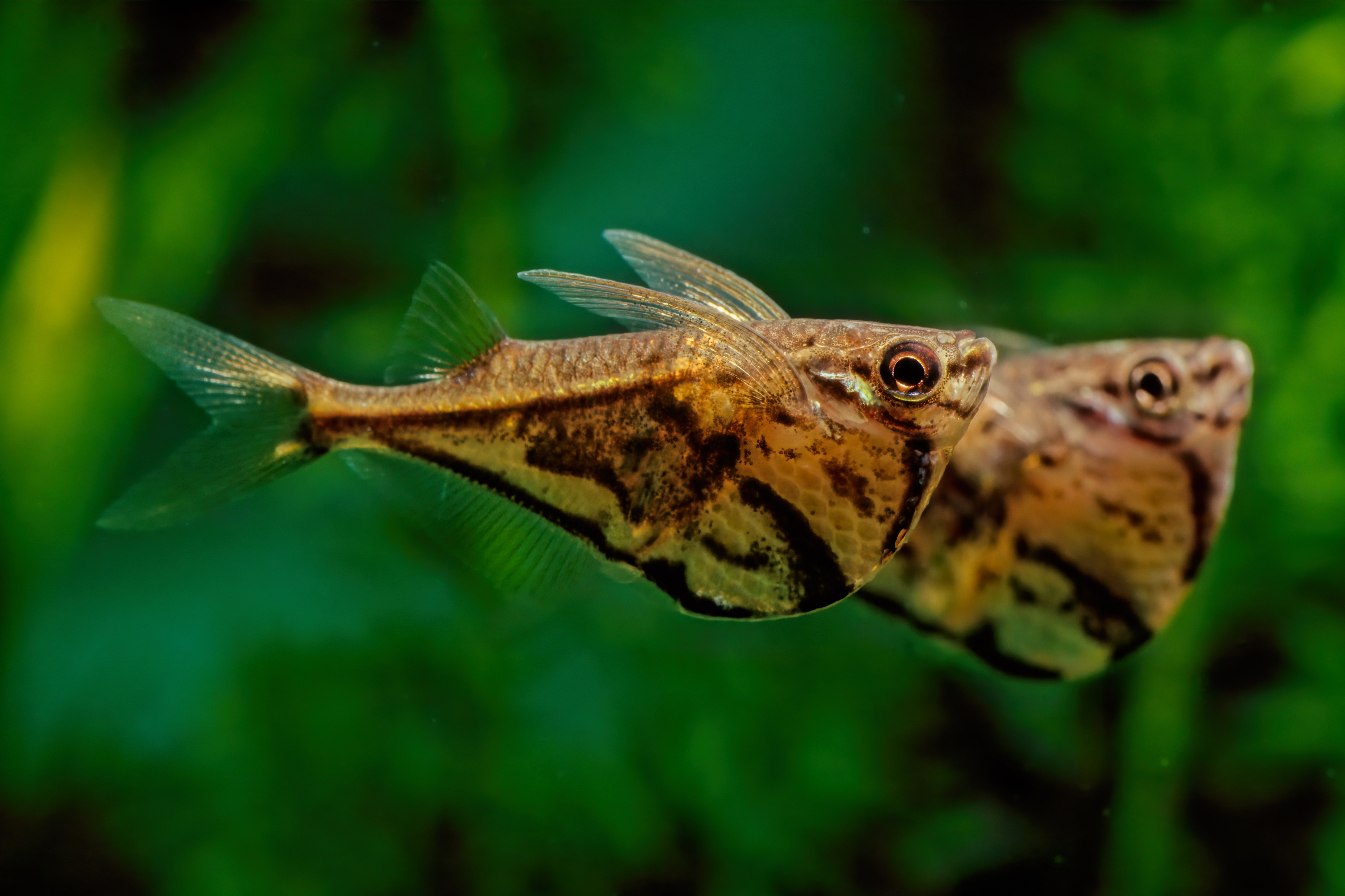 Marbled hatchetfish