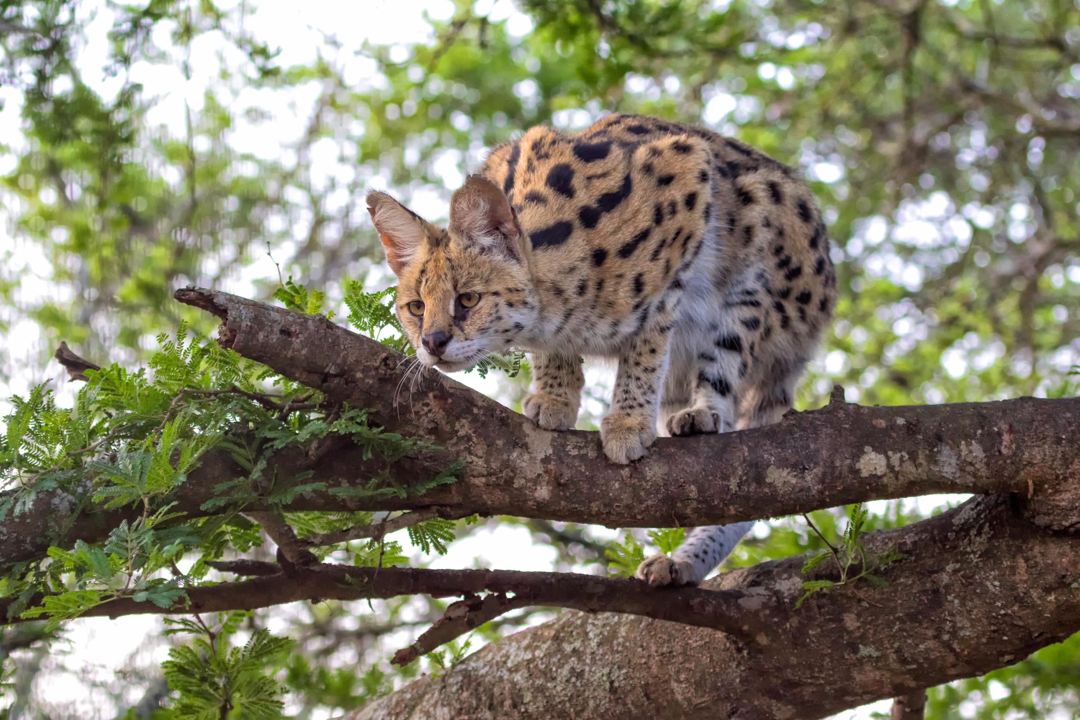 A serval perched on a branch