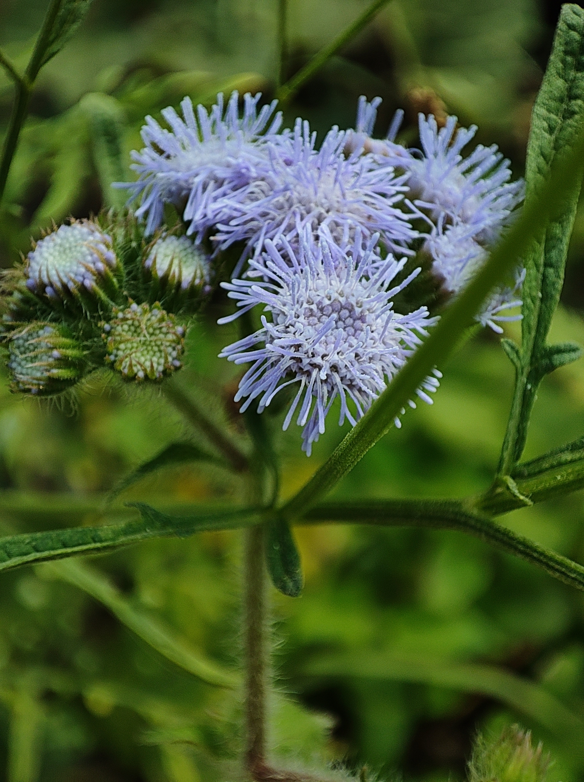 Ageratum flowers