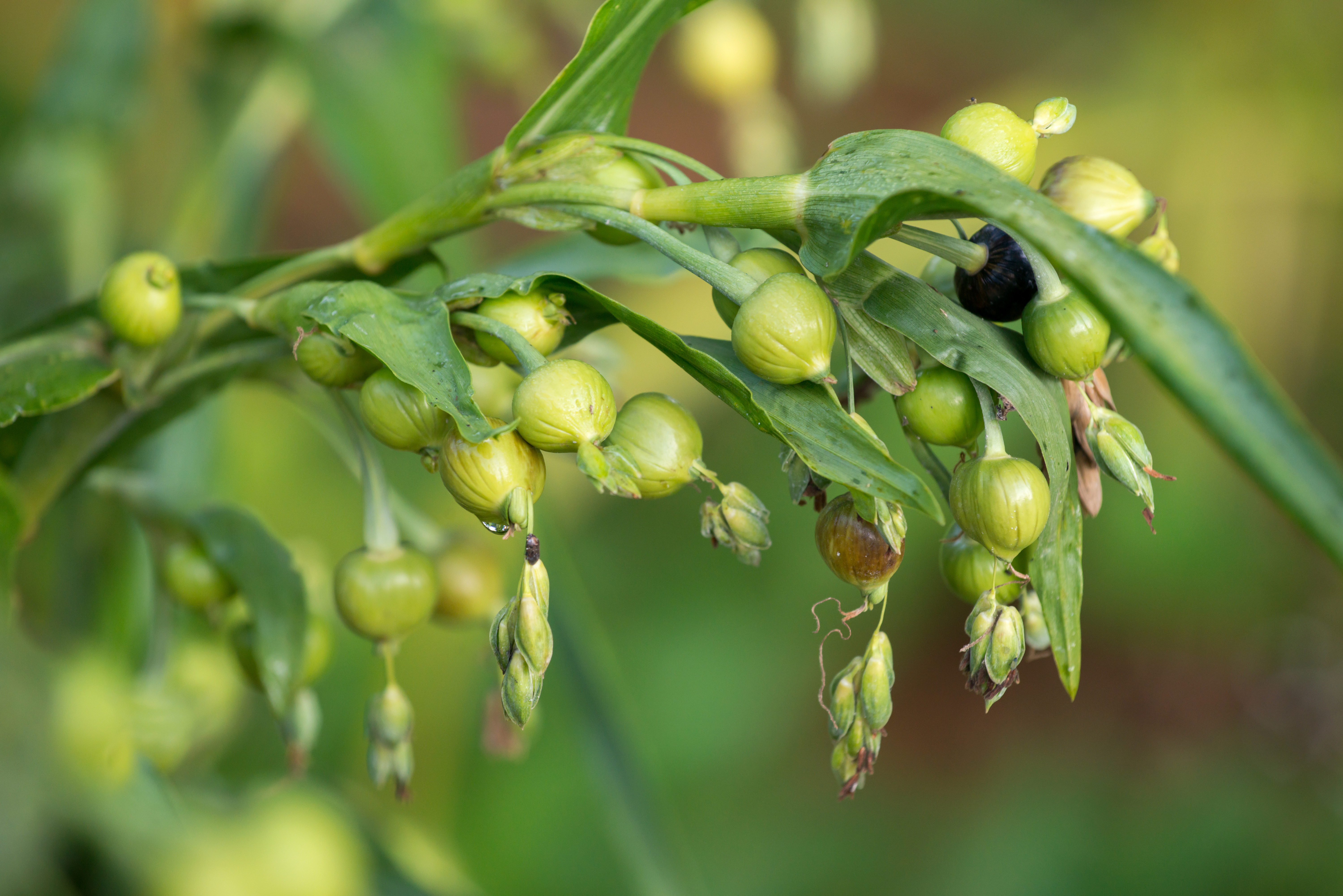 Seeds of the Job's tears plant