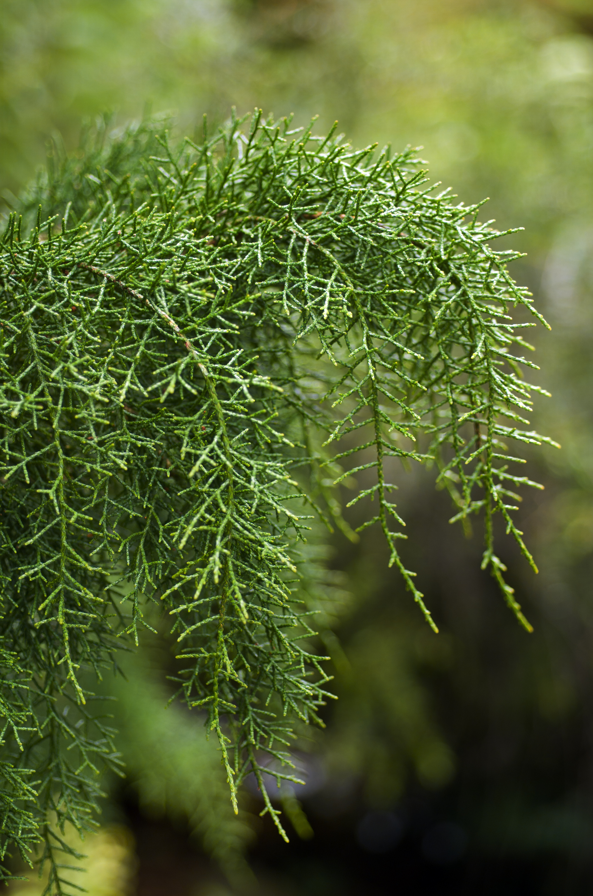 Needles of the Huon pine