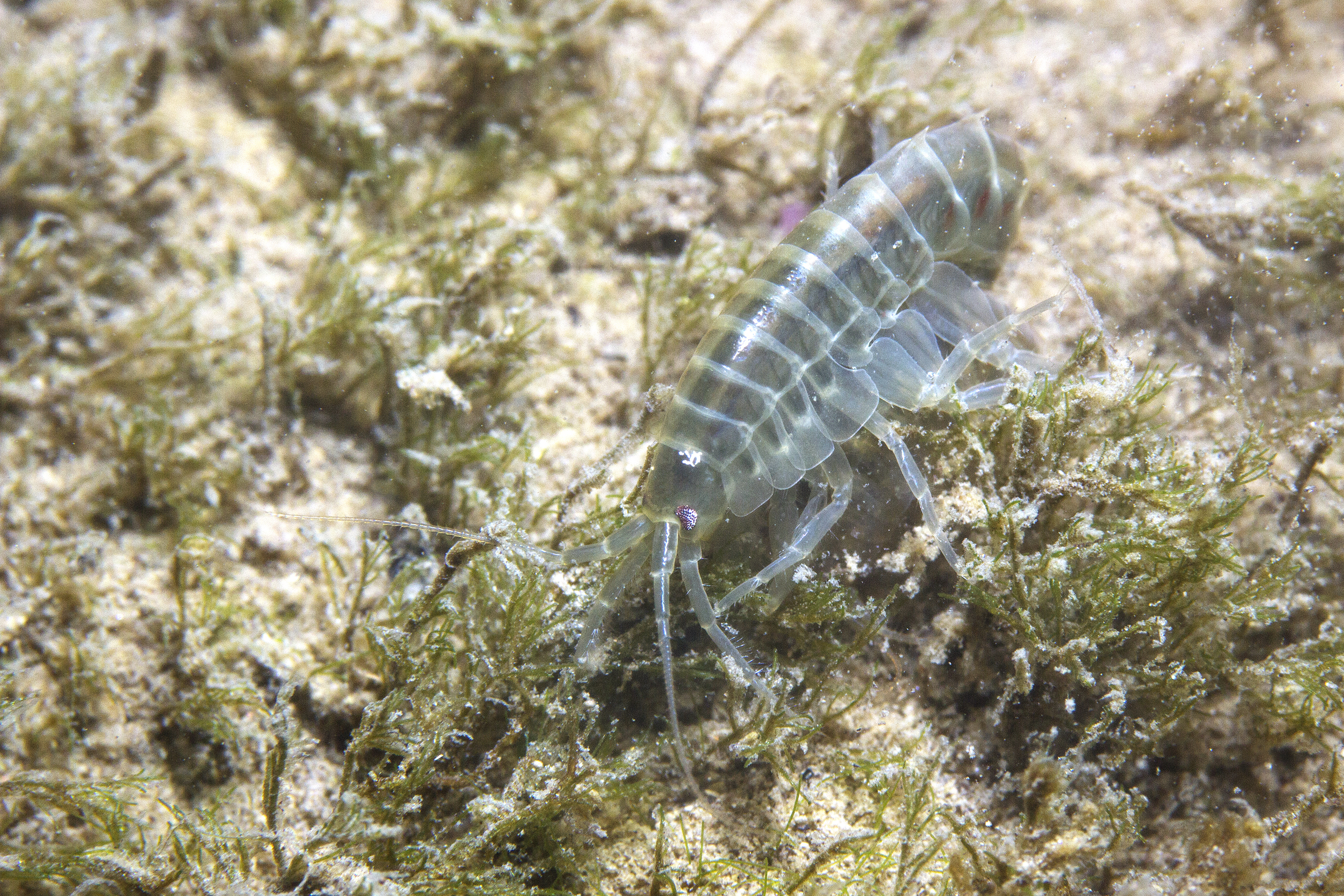 Freshwater amphipod