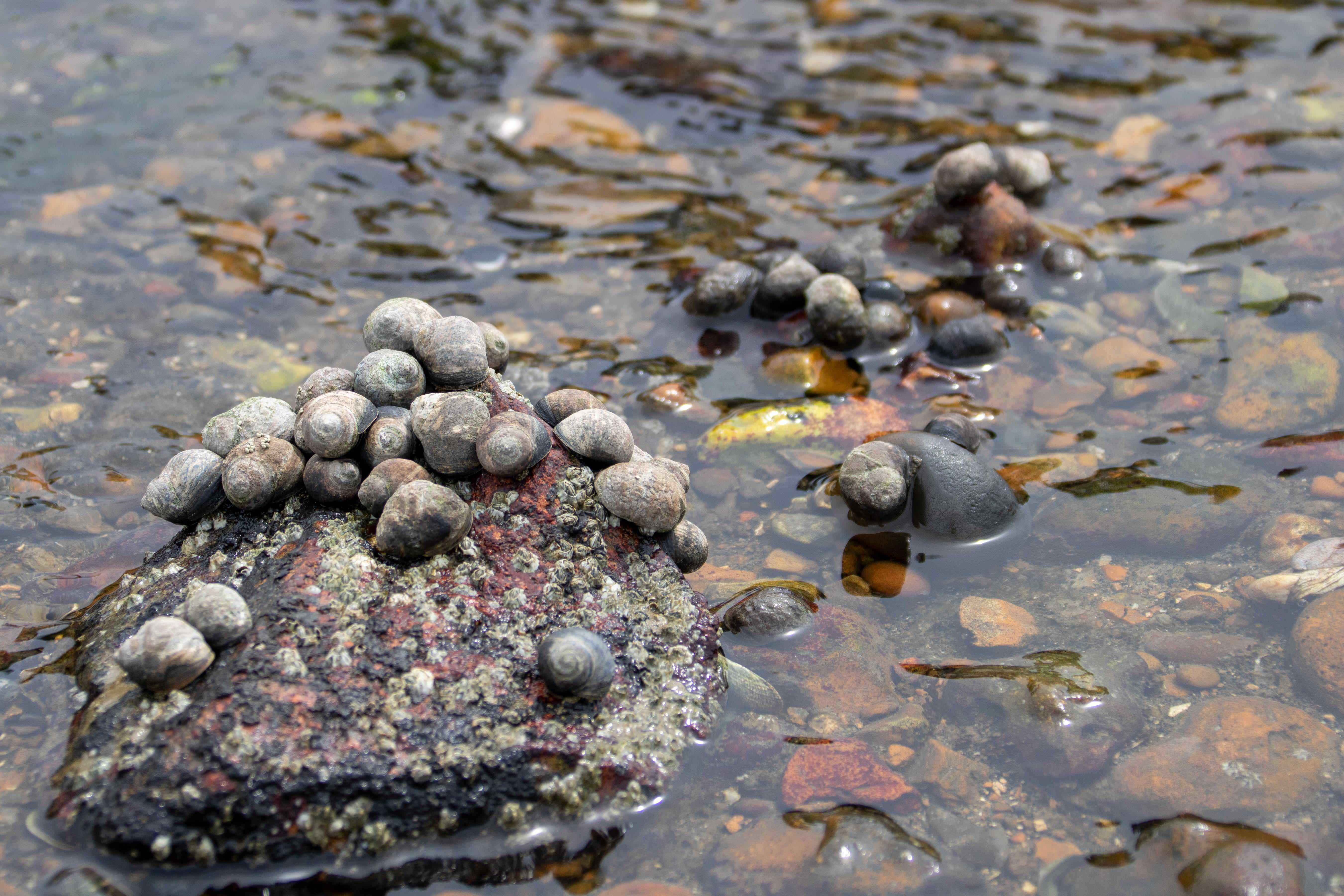 Periwinkles clustered on a rock