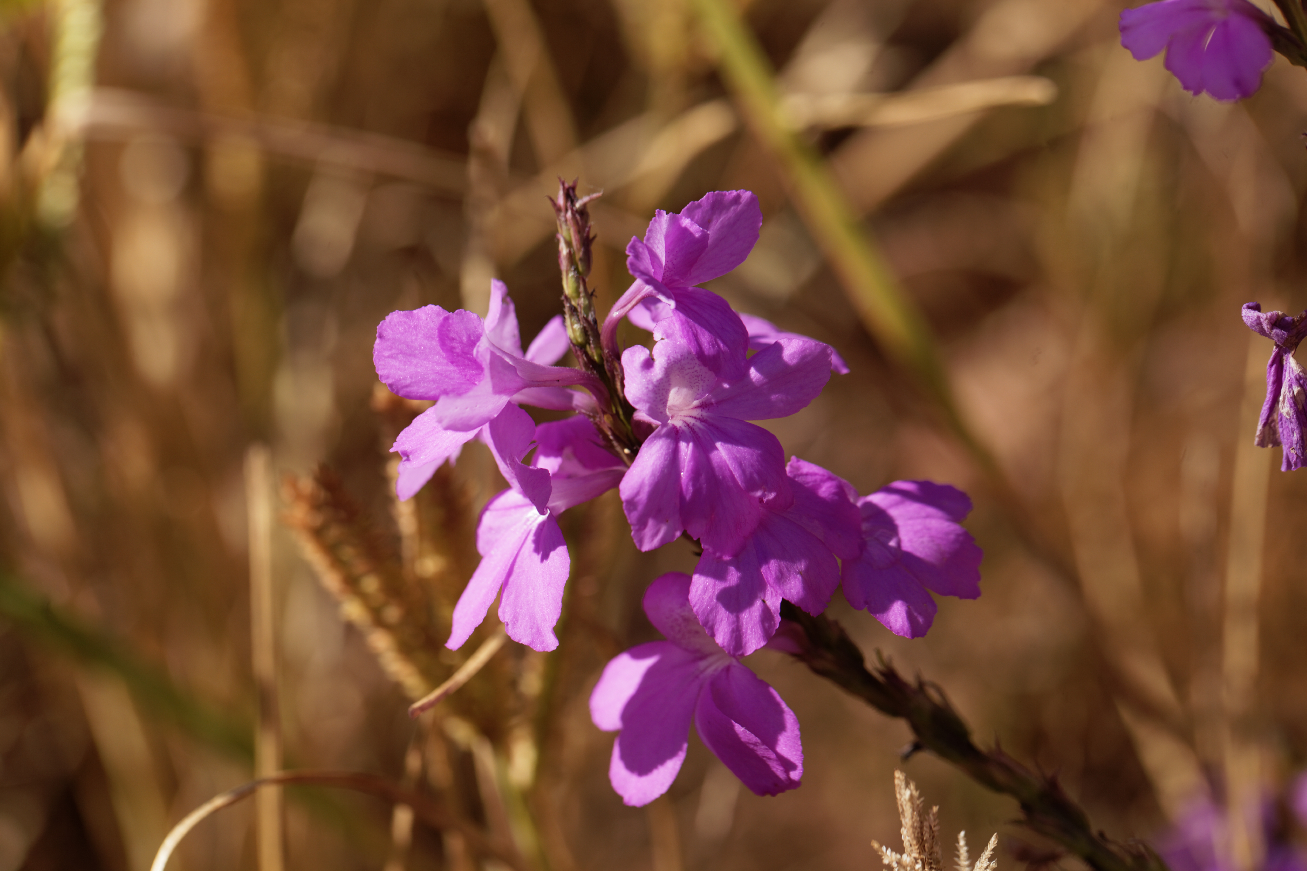 Purple witchweed flowers