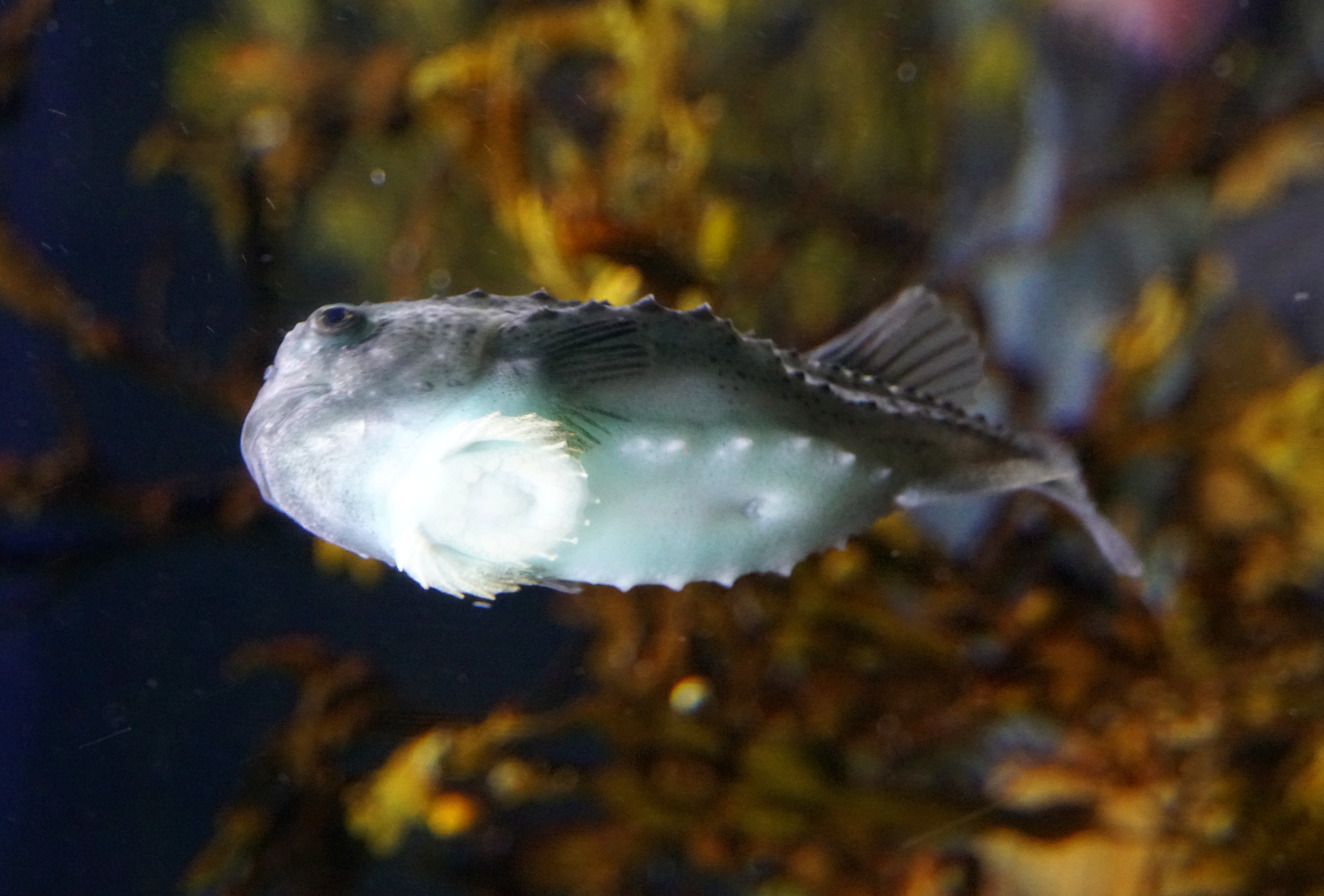 The underside of a lumpfish