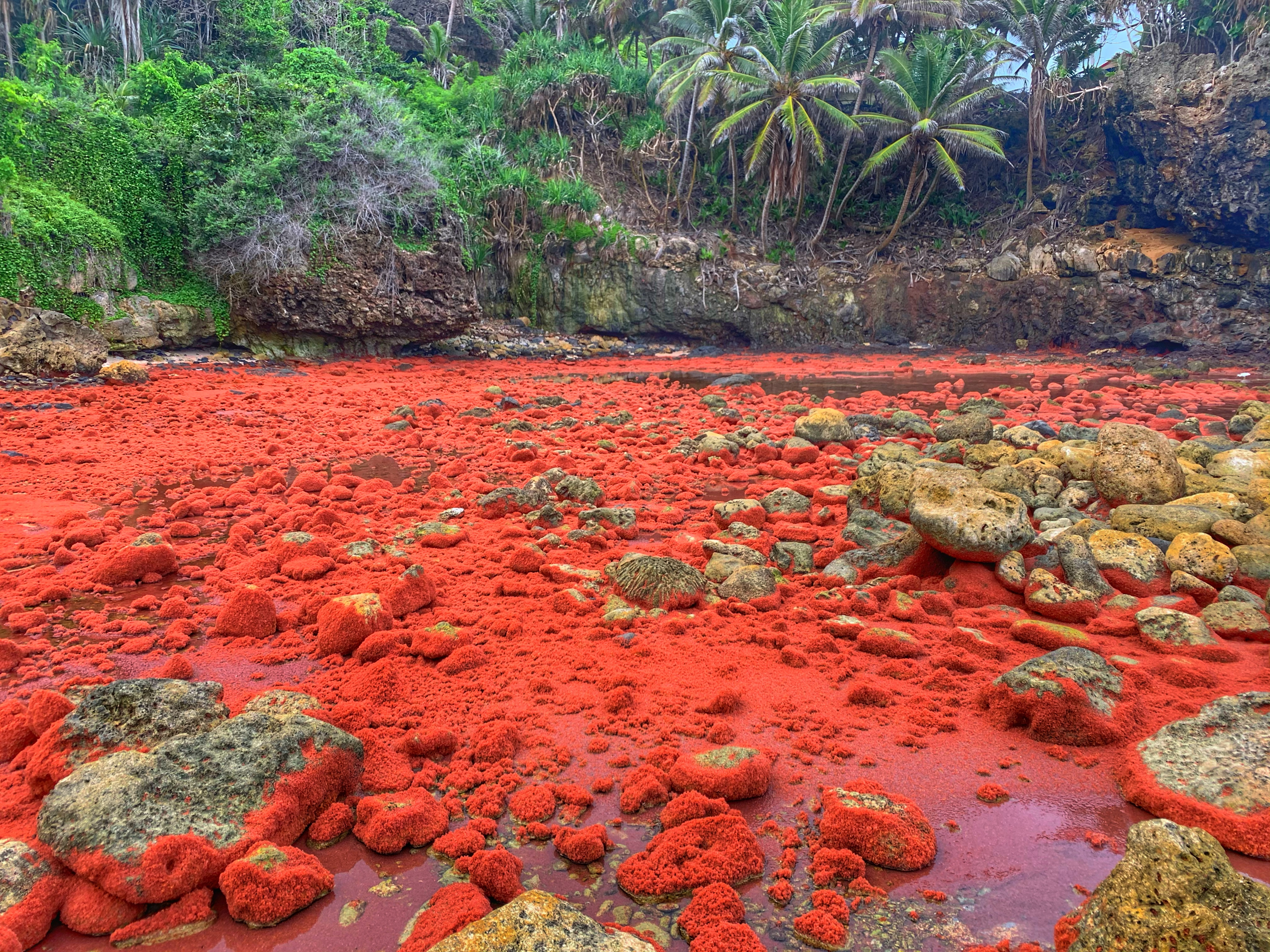 Baby red crabs on Christmas Island, Australia