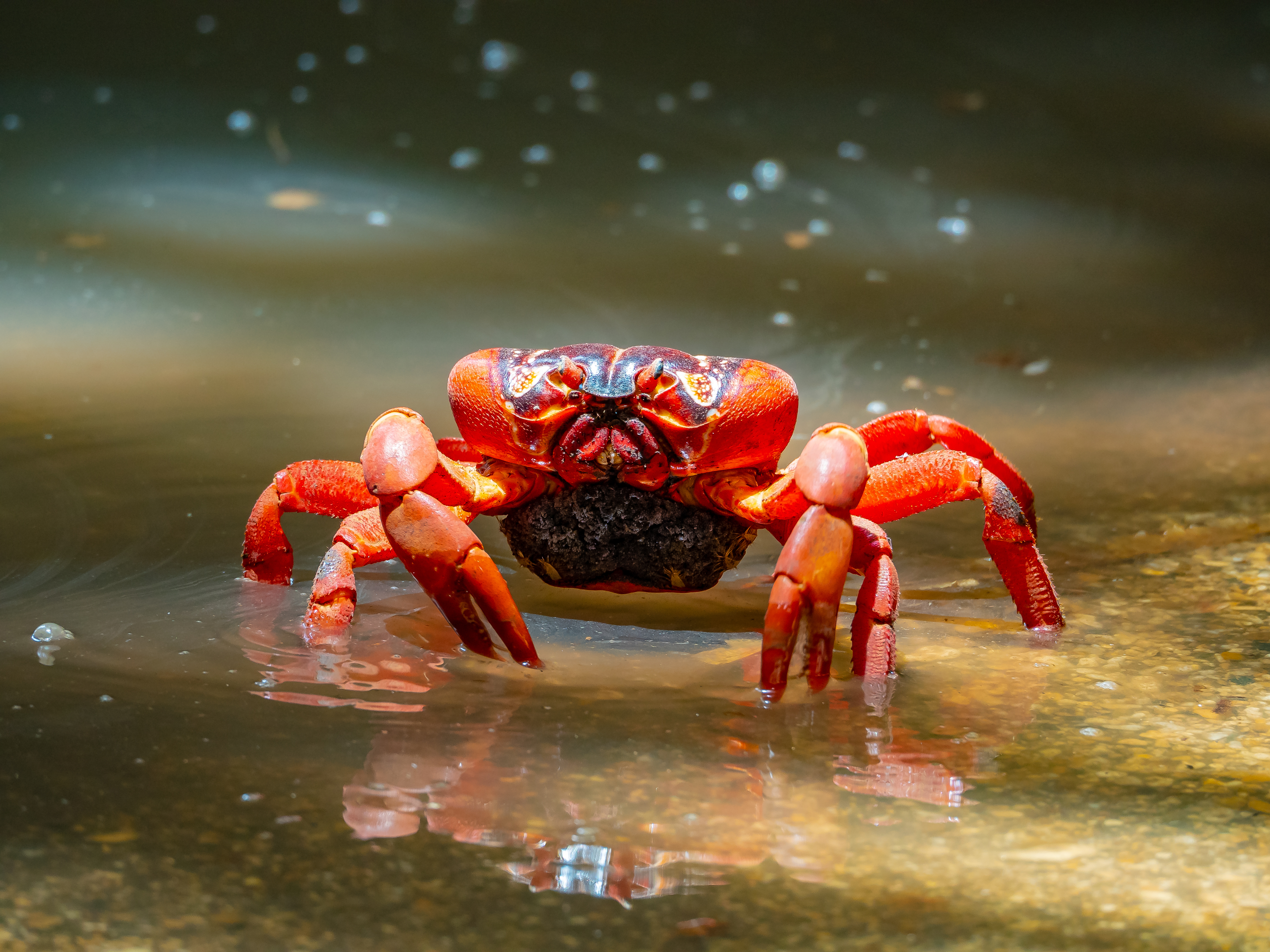 Christmas Island red crab