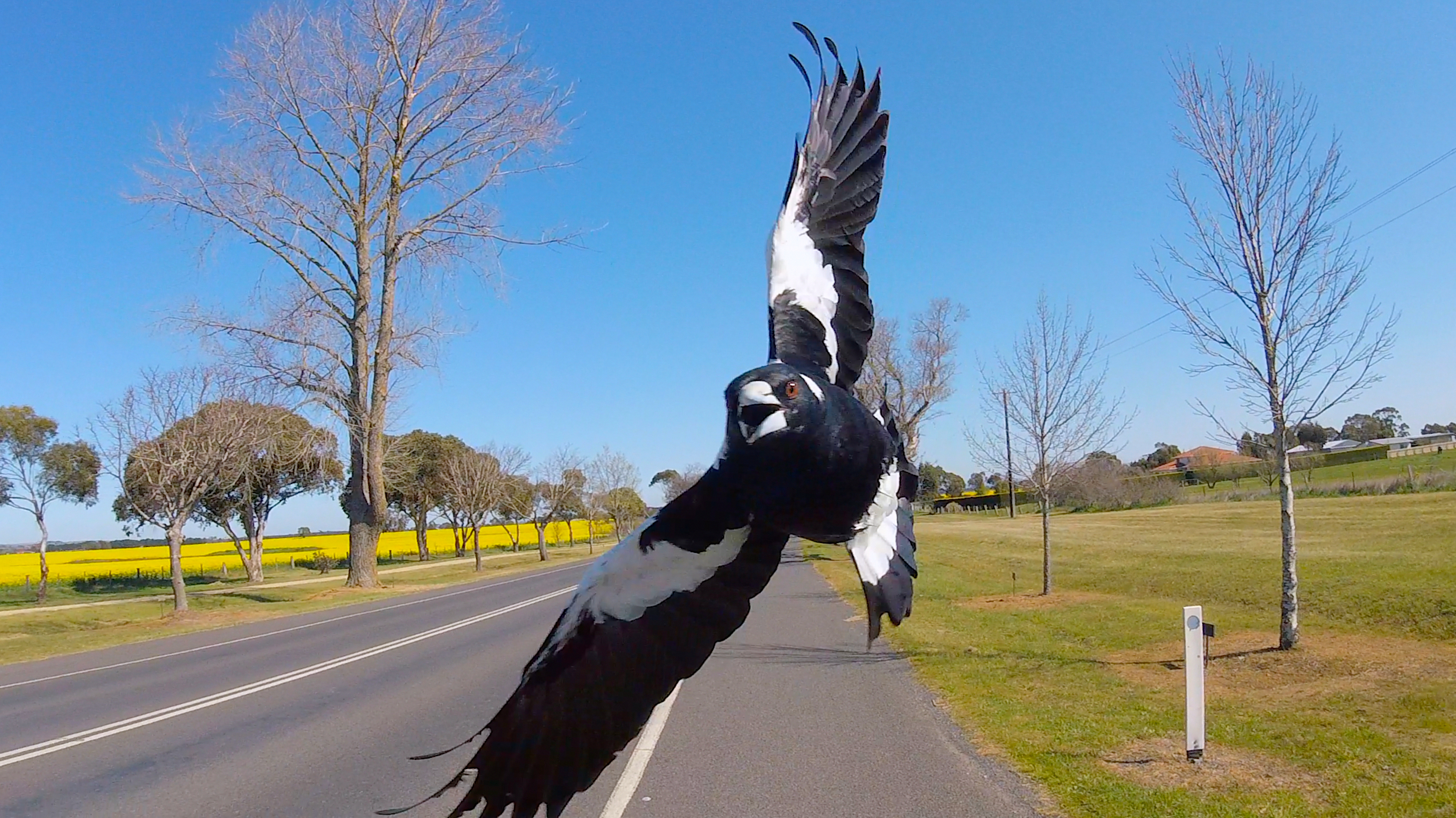 Australian magpie in swooping season