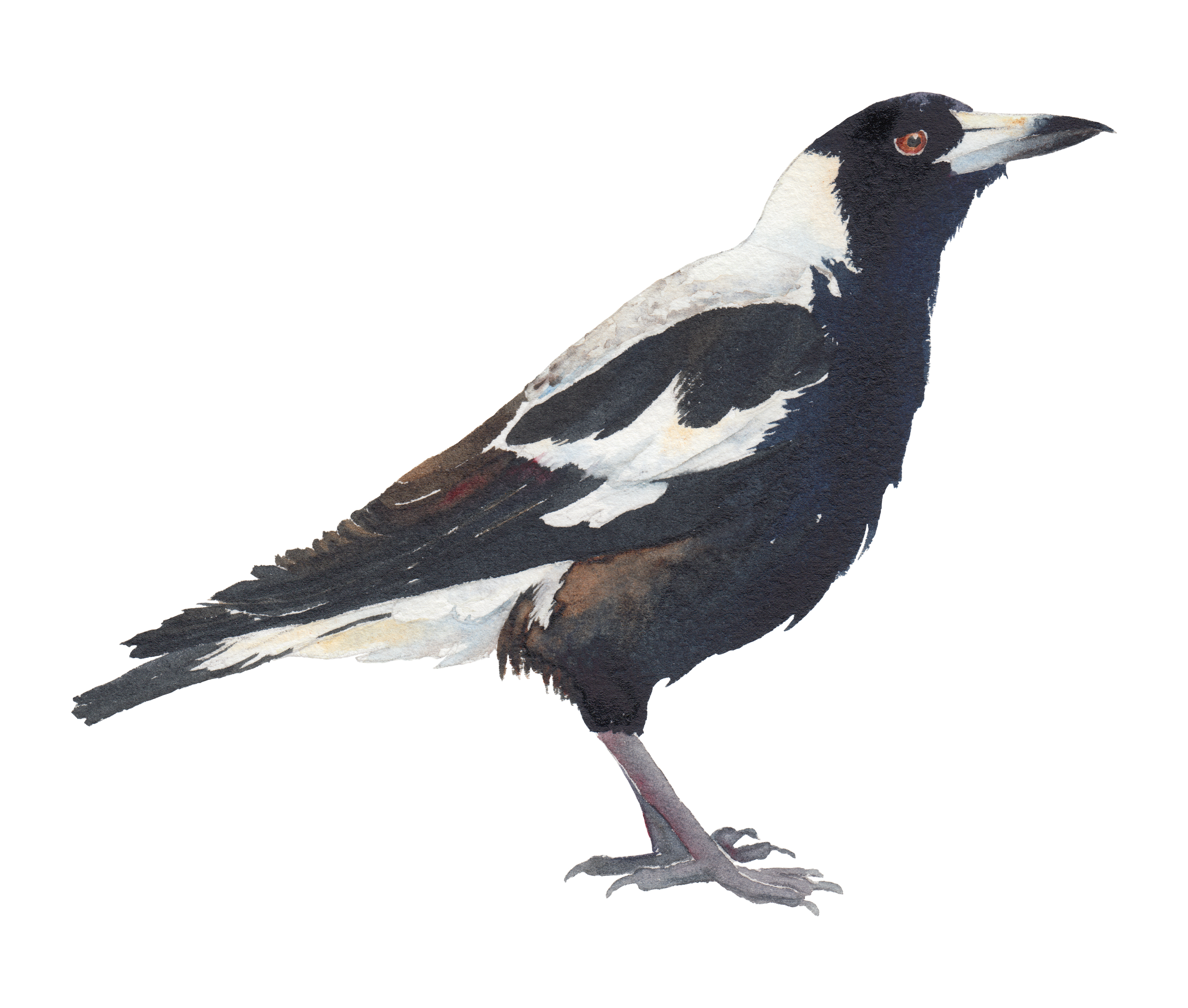 Australian magpie