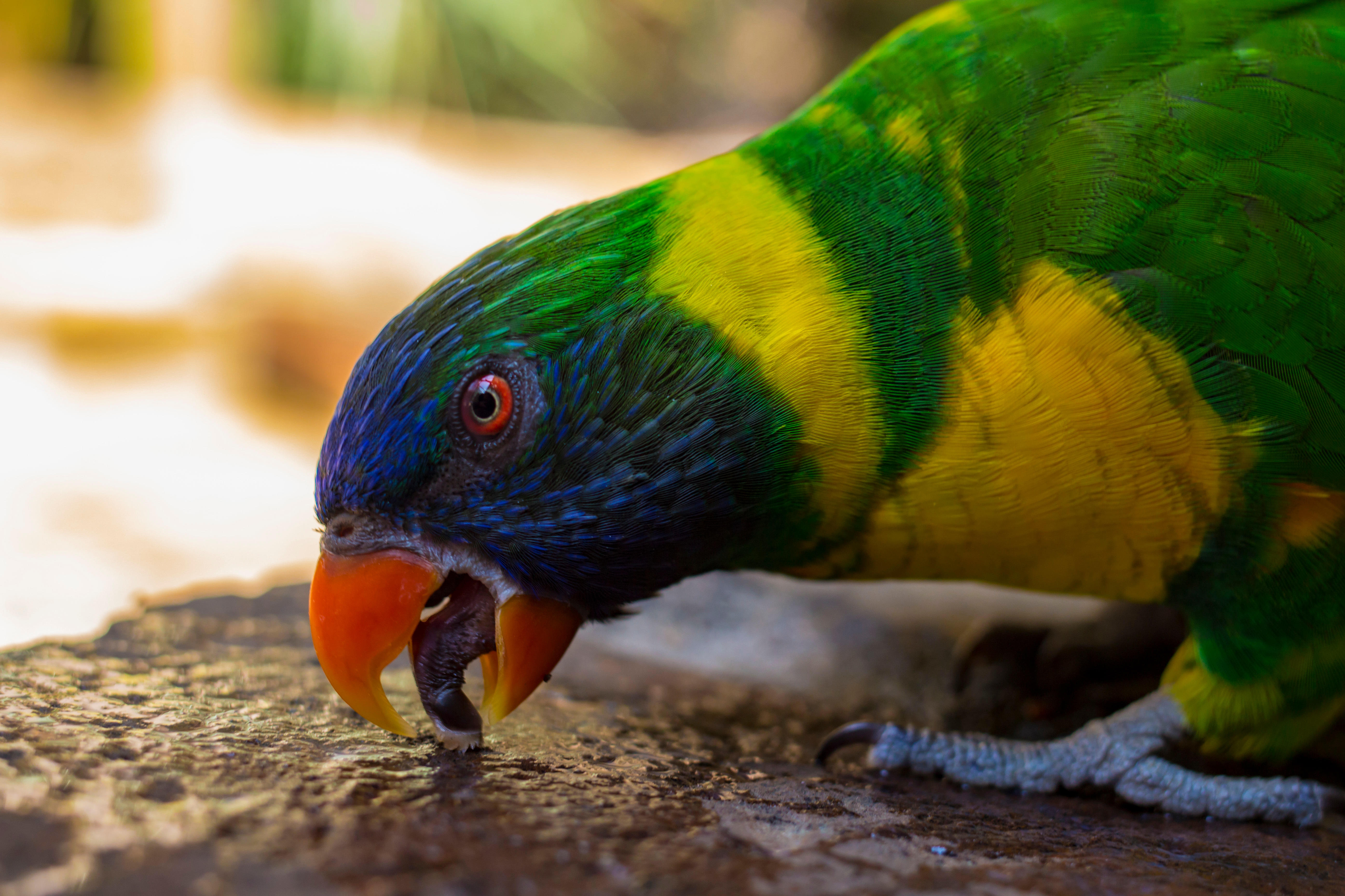 Rainbow lorikeet feeding