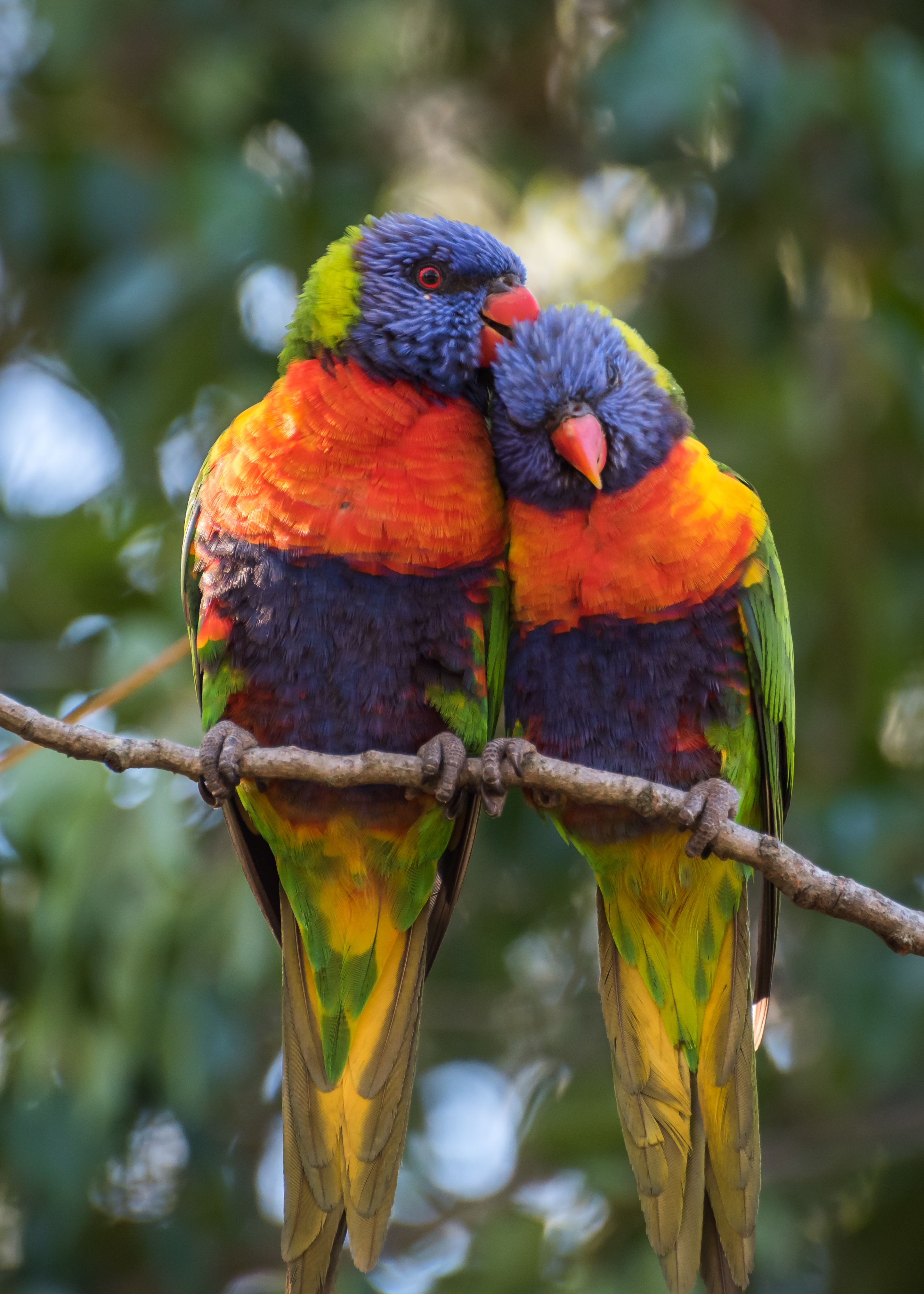 Rainbow lorikeets