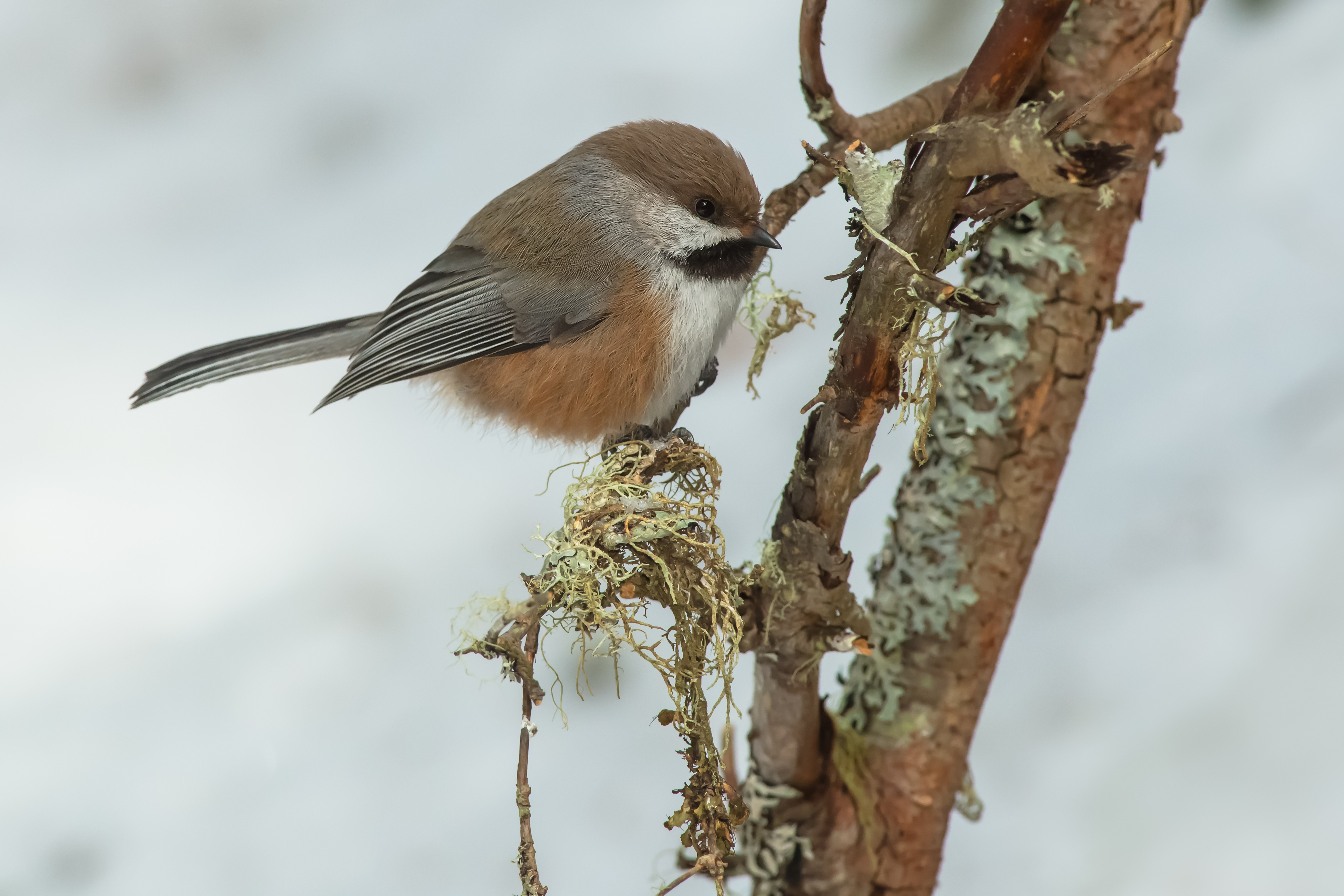 Boreal chickadee