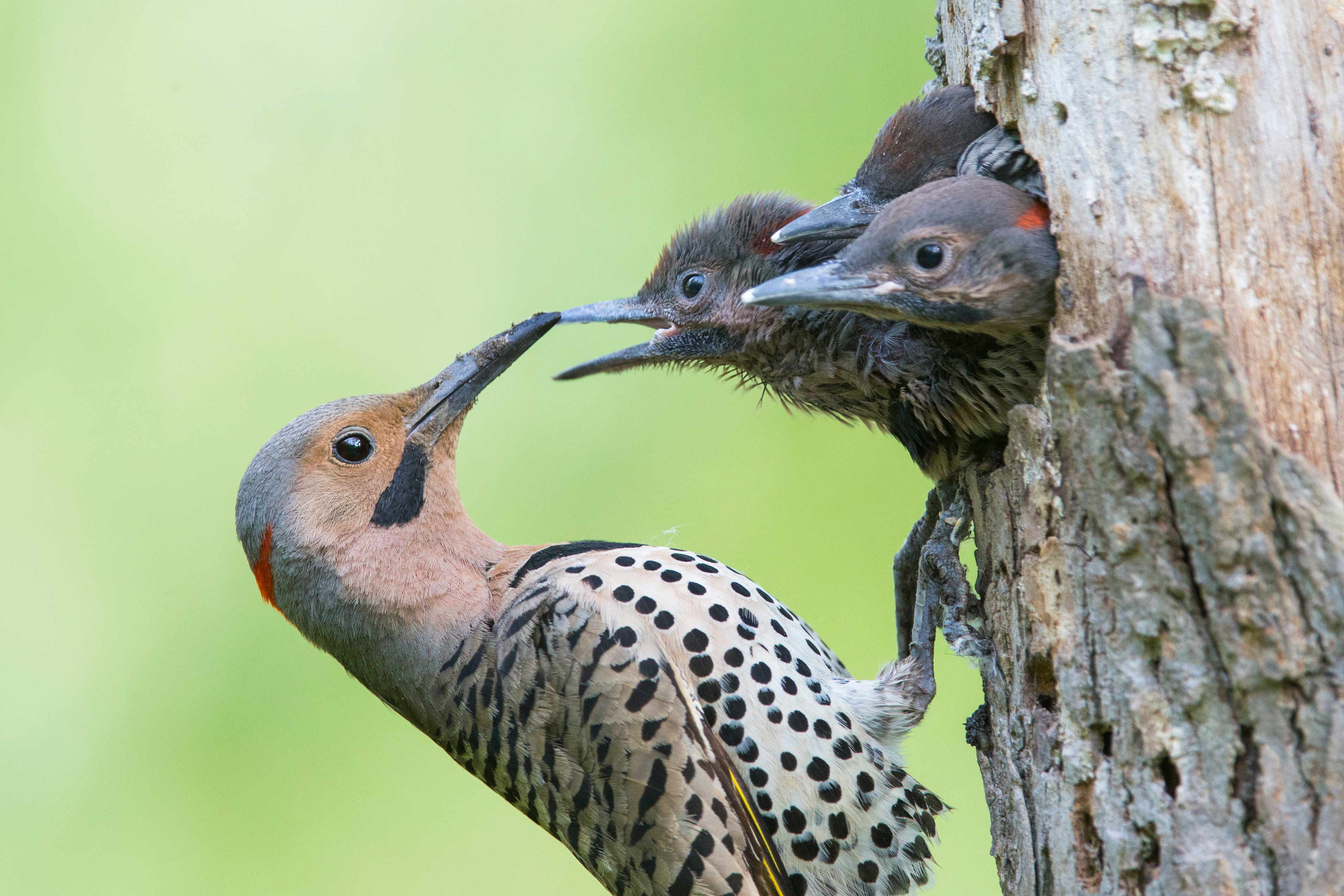 Male northern flicker feeding chicks