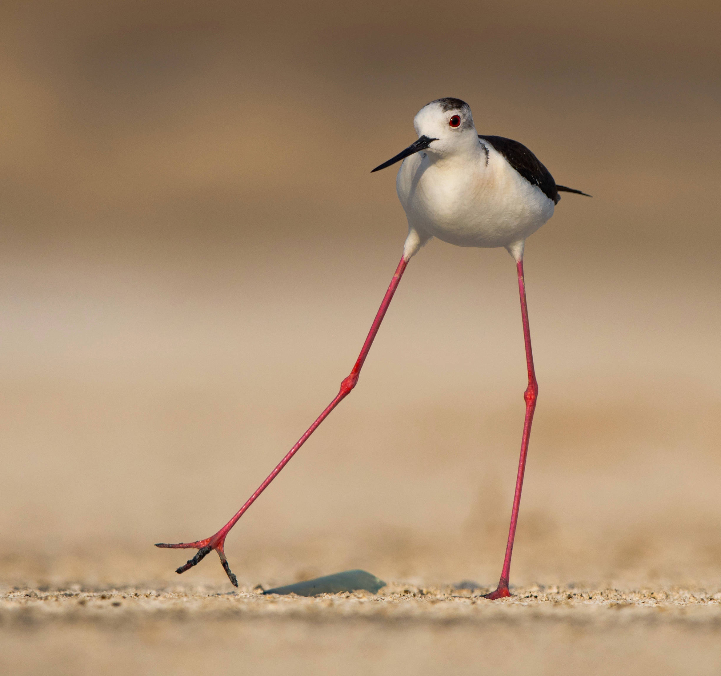 Black-necked stilt